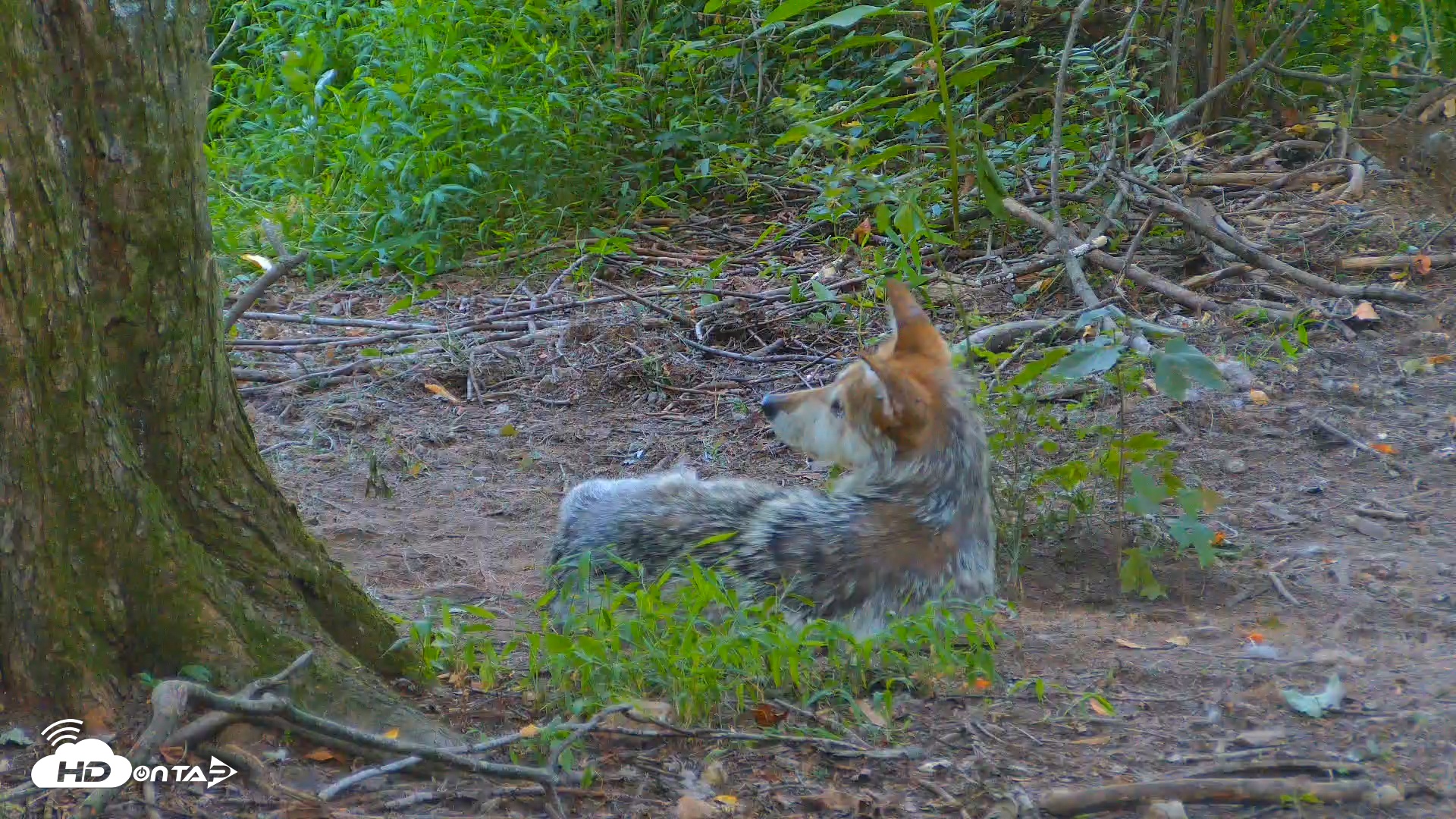 Snapshot of Red Wolves Live Webcam at the Wolf Conservation Center taken Jul 23, 2025, 7:57am EDT