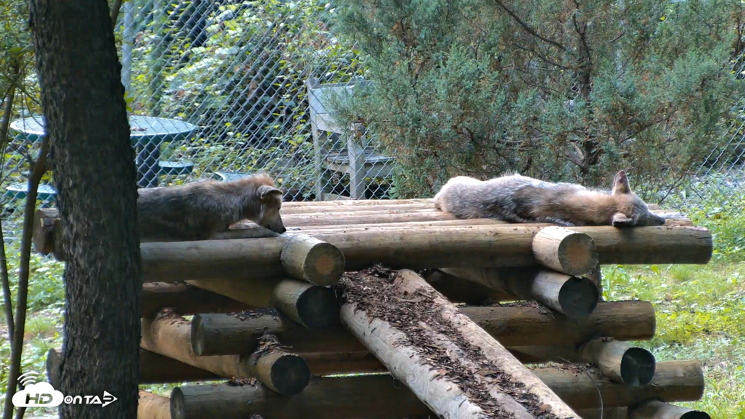Snapshot of Red Wolves Live Webcam at the Wolf Conservation Center taken Aug 6, 2026, 5:28pm EDT