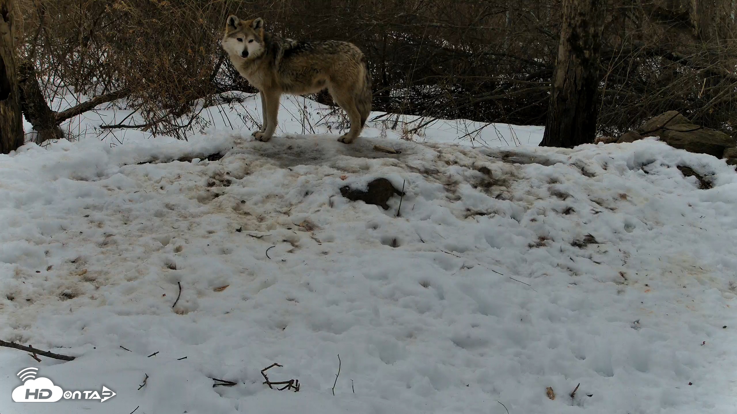 Snapshot of Red Wolves Live Webcam at the Wolf Conservation Center taken Feb 17, 2026, 8:55am EST