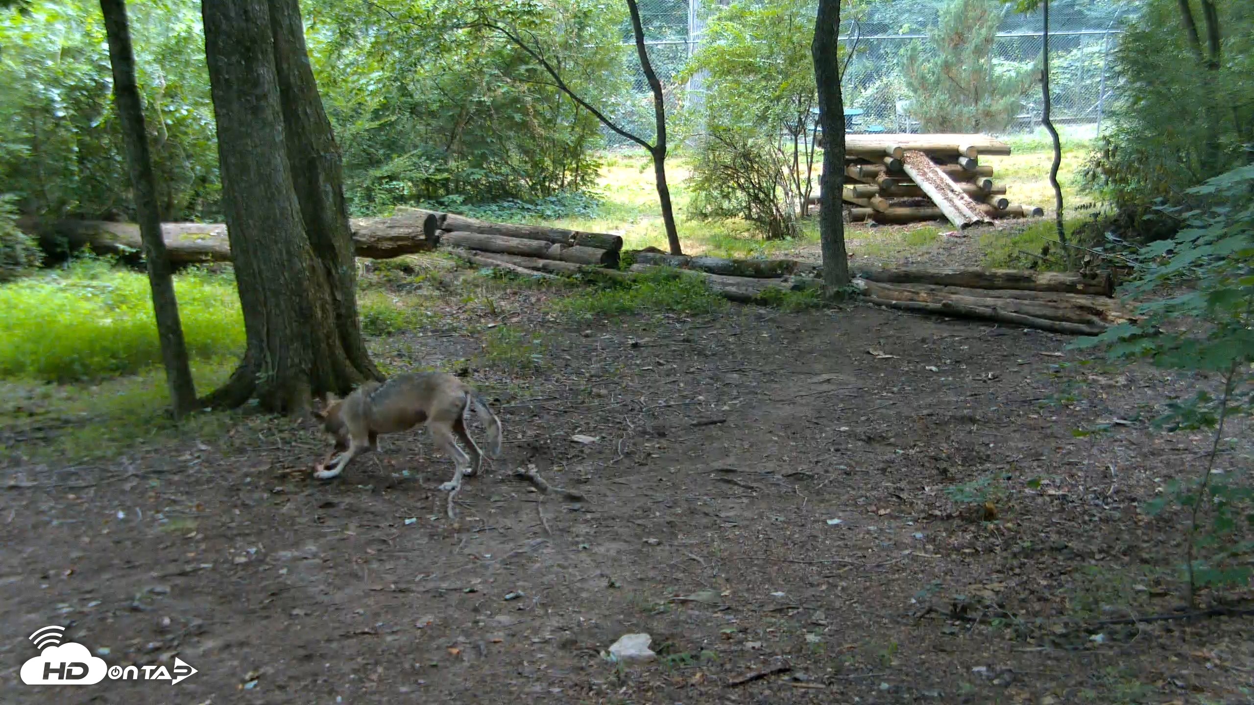 Snapshot of Red Wolves Live Webcam at the Wolf Conservation Center taken Jul 28, 2026, 9:39am EDT