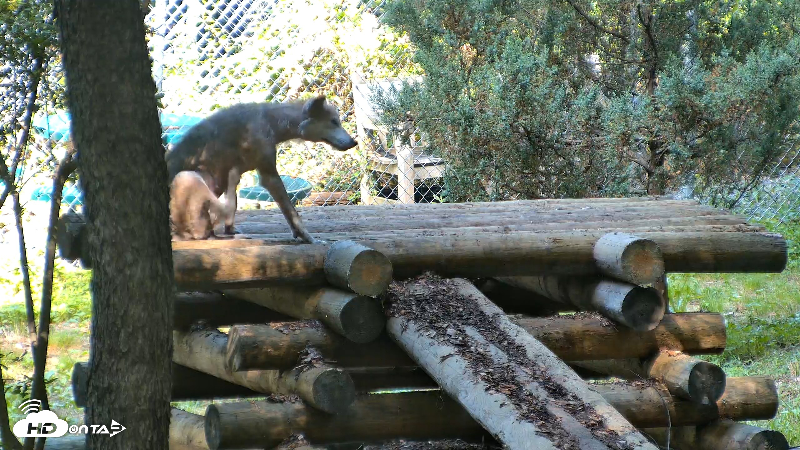 Snapshot of Red Wolves Live Webcam at the Wolf Conservation Center taken Aug 5, 2026, 10:32am EDT