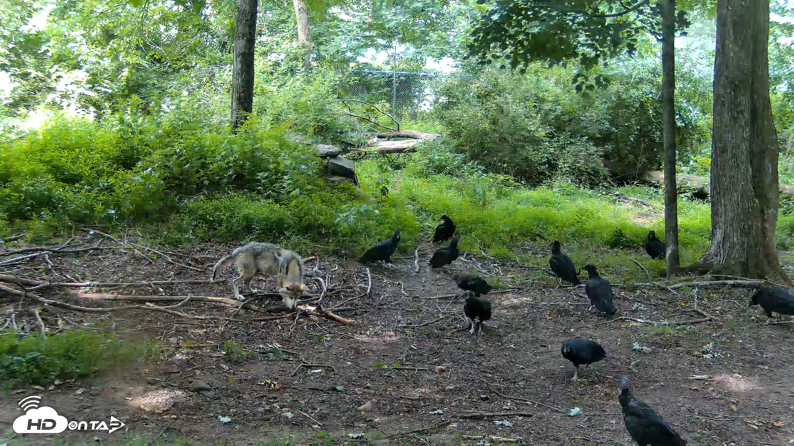 Snapshot of Red Wolves Live Webcam at the Wolf Conservation Center taken Jun 19, 2026, 10:44am EDT