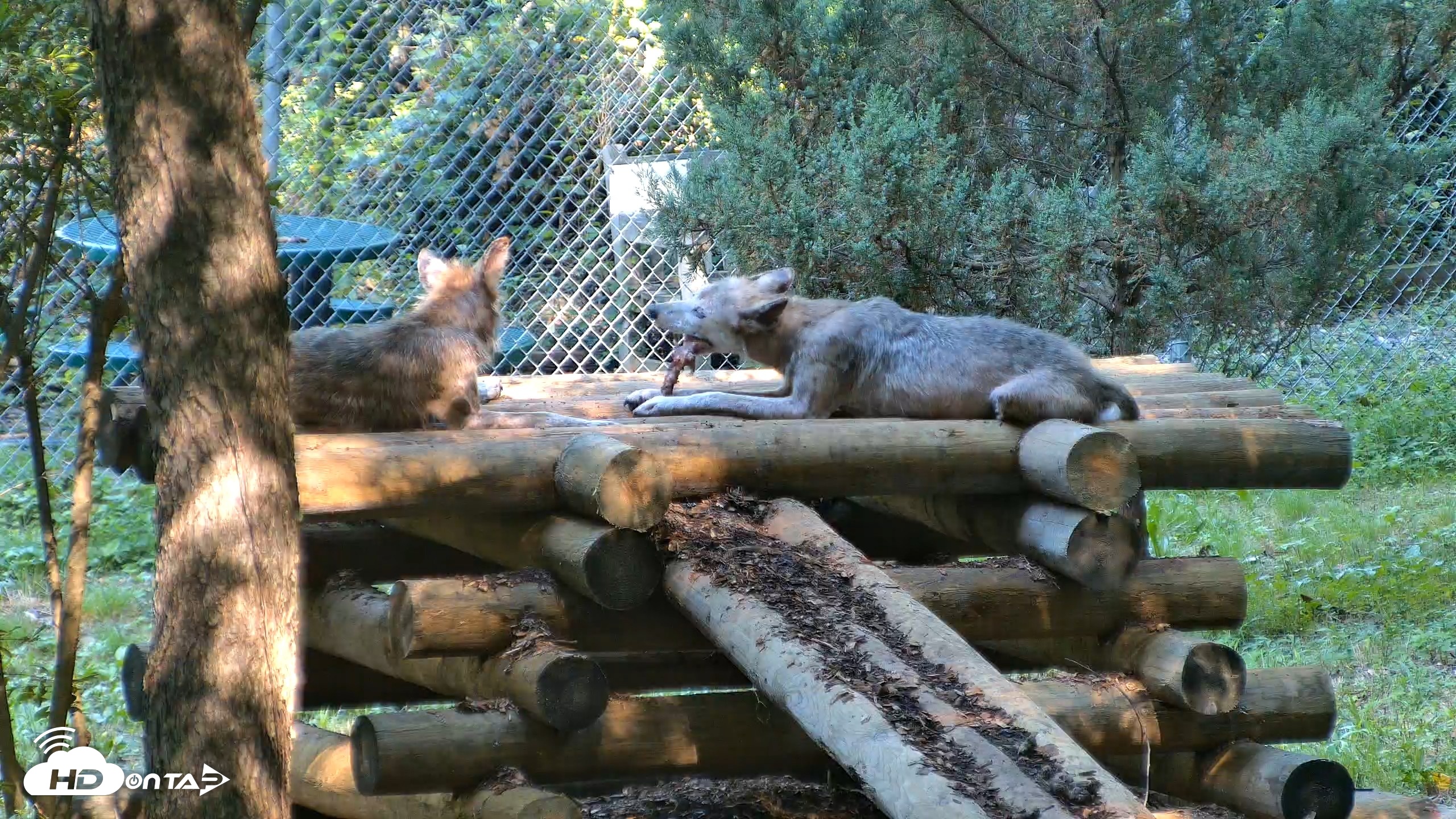 Snapshot of Red Wolves Live Webcam at the Wolf Conservation Center taken Aug 7, 2026, 10:04am EDT