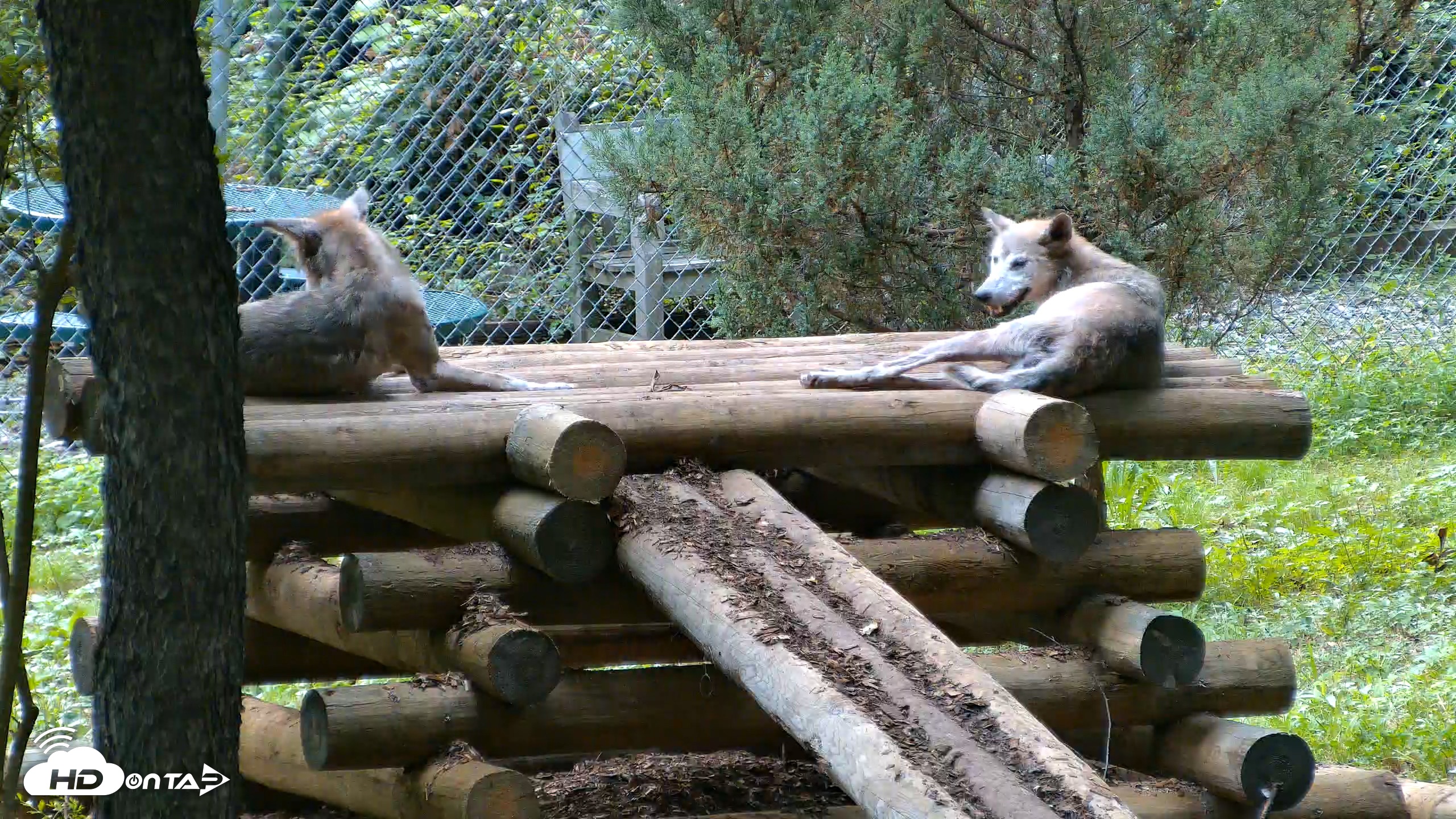 Snapshot of Red Wolves Live Webcam at the Wolf Conservation Center taken Aug 11, 2026, 6:43pm EDT