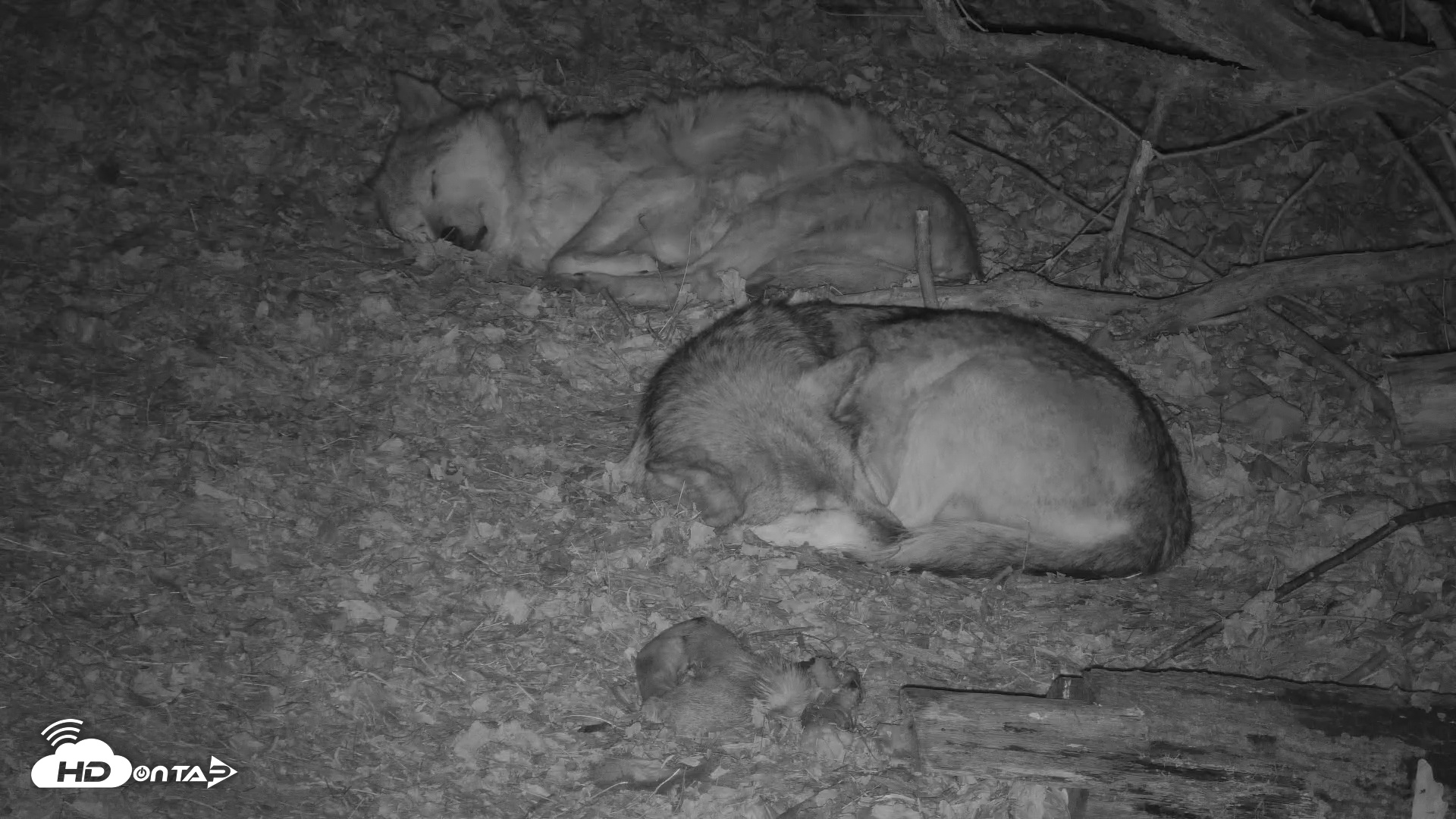 Snapshot of Red Wolves Live Webcam at the Wolf Conservation Center taken Dec 5, 2025, 7:59pm EST