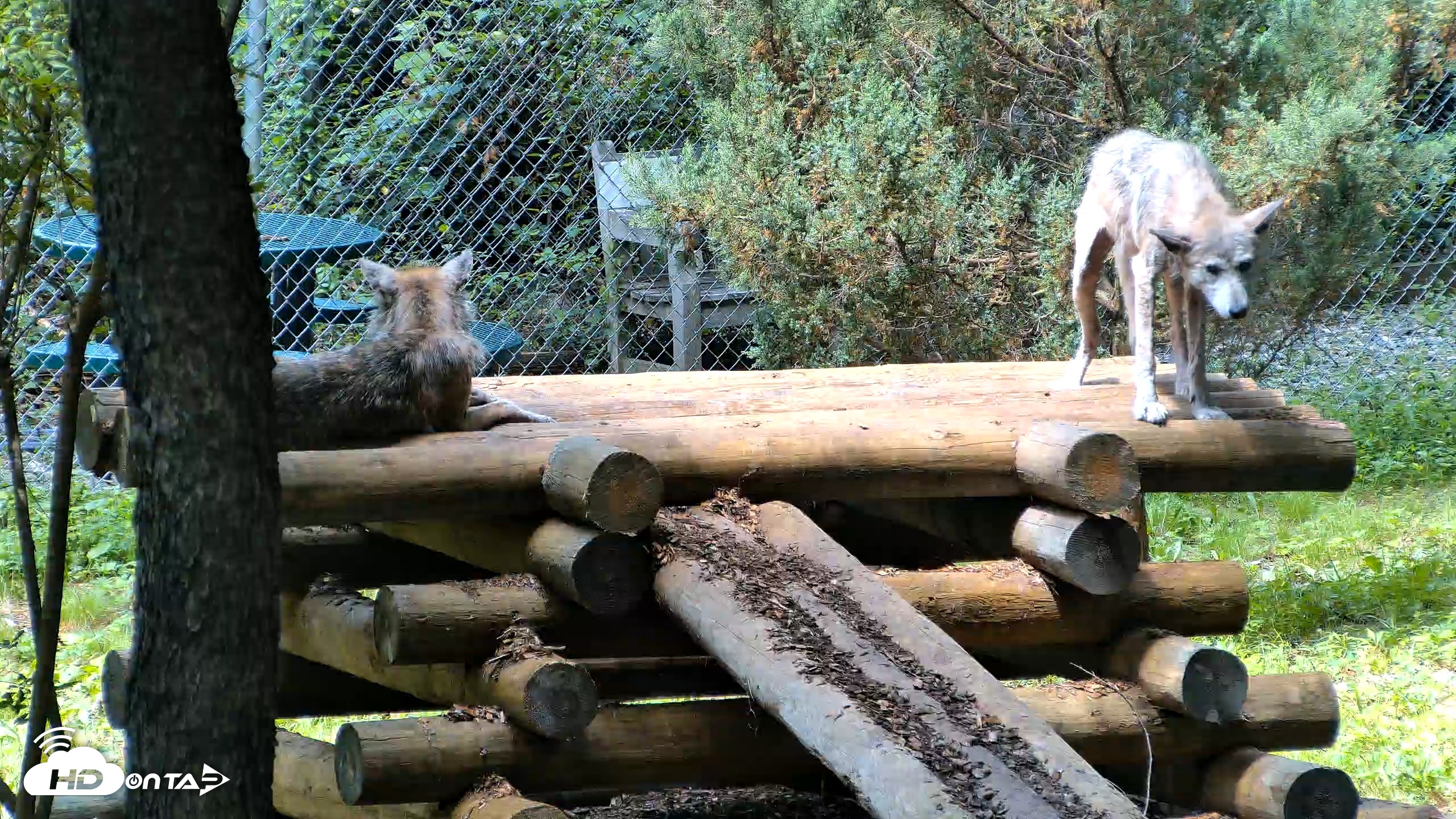 Snapshot of Red Wolves Live Webcam at the Wolf Conservation Center taken Aug 10, 2026, 12:30pm EDT