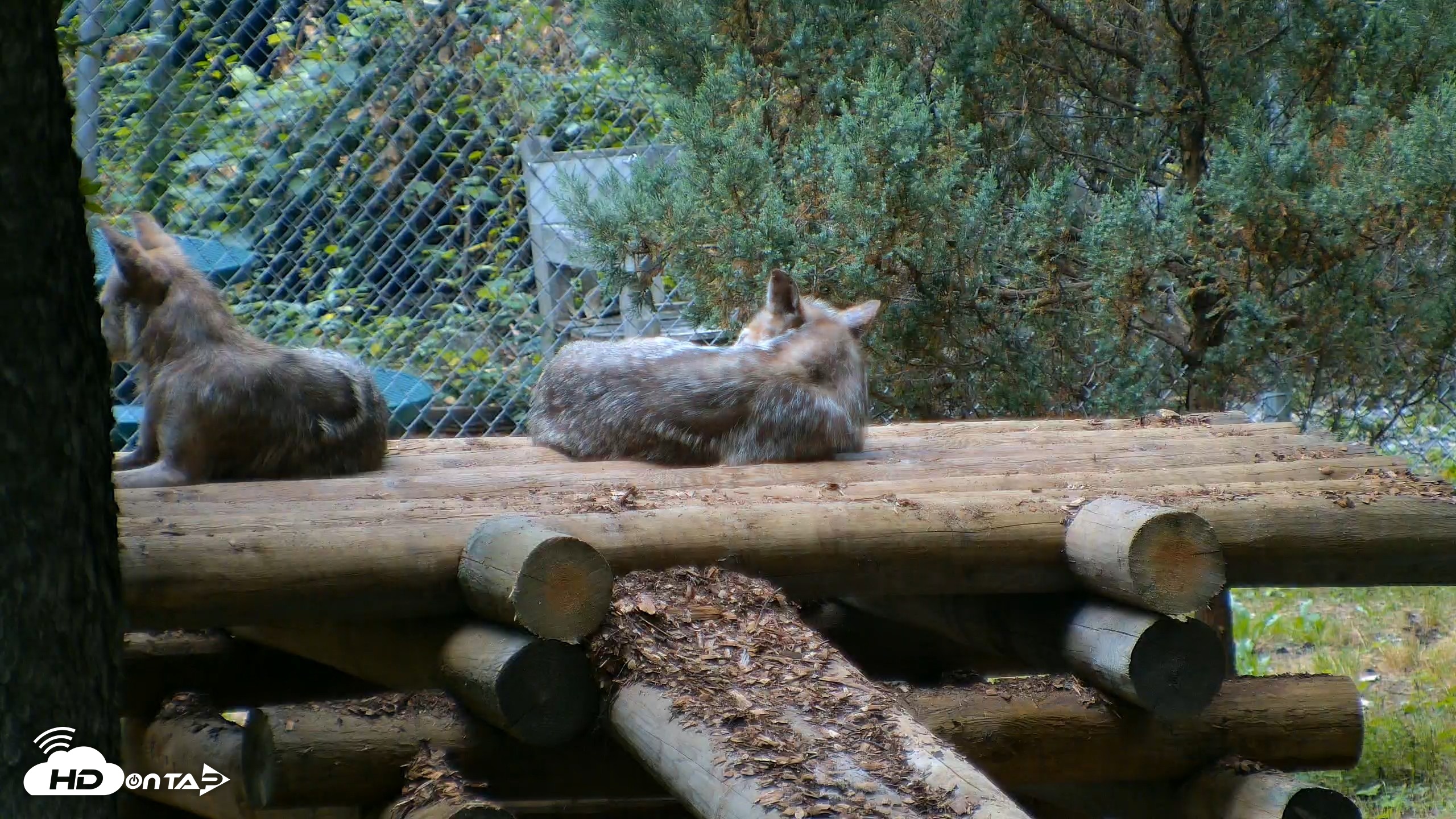 Snapshot of Red Wolves Live Webcam at the Wolf Conservation Center taken Jul 28, 2026, 8:05am EDT