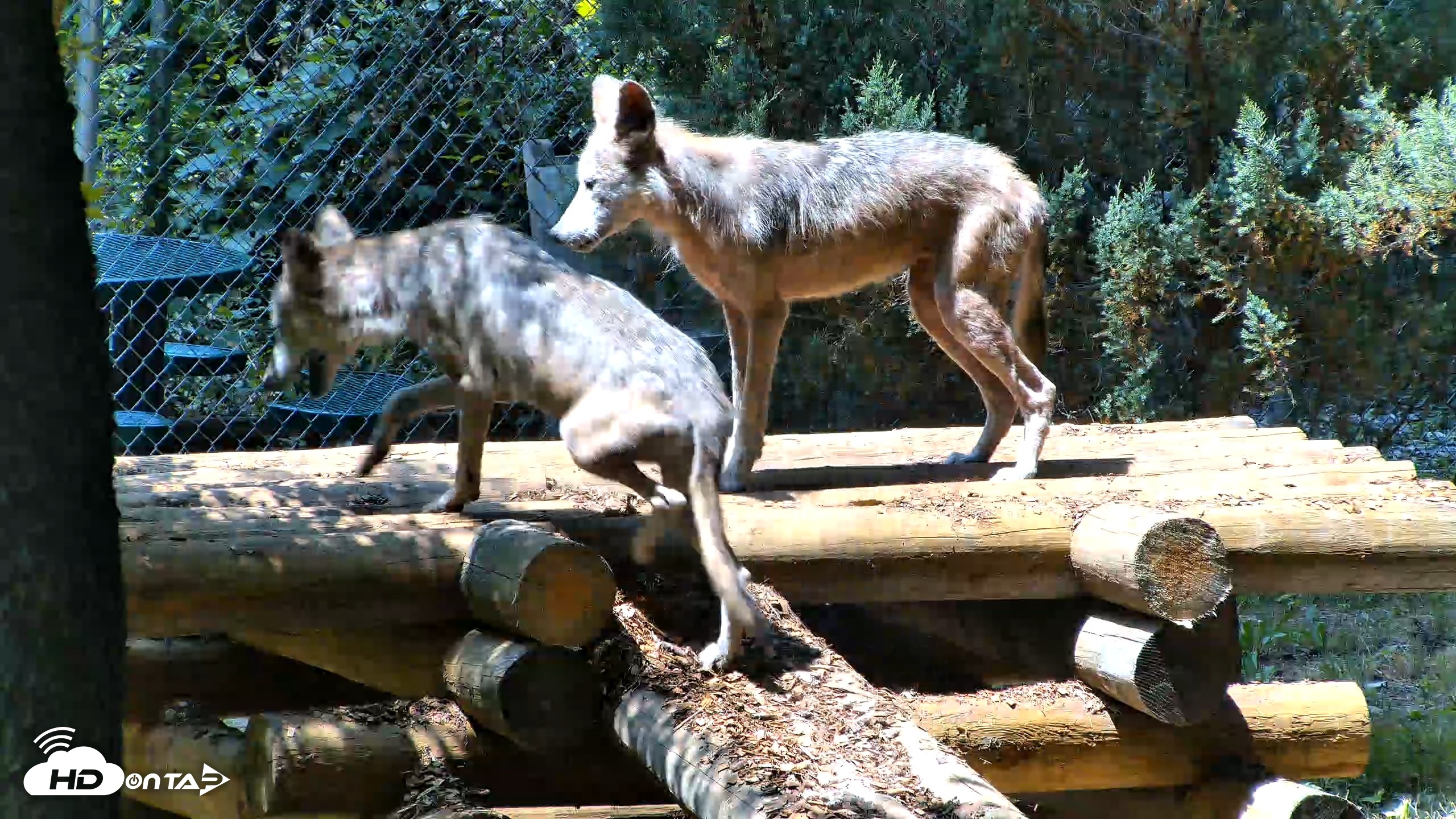 Snapshot of Red Wolves Live Webcam at the Wolf Conservation Center taken Jul 27, 2026, 1:18pm EDT