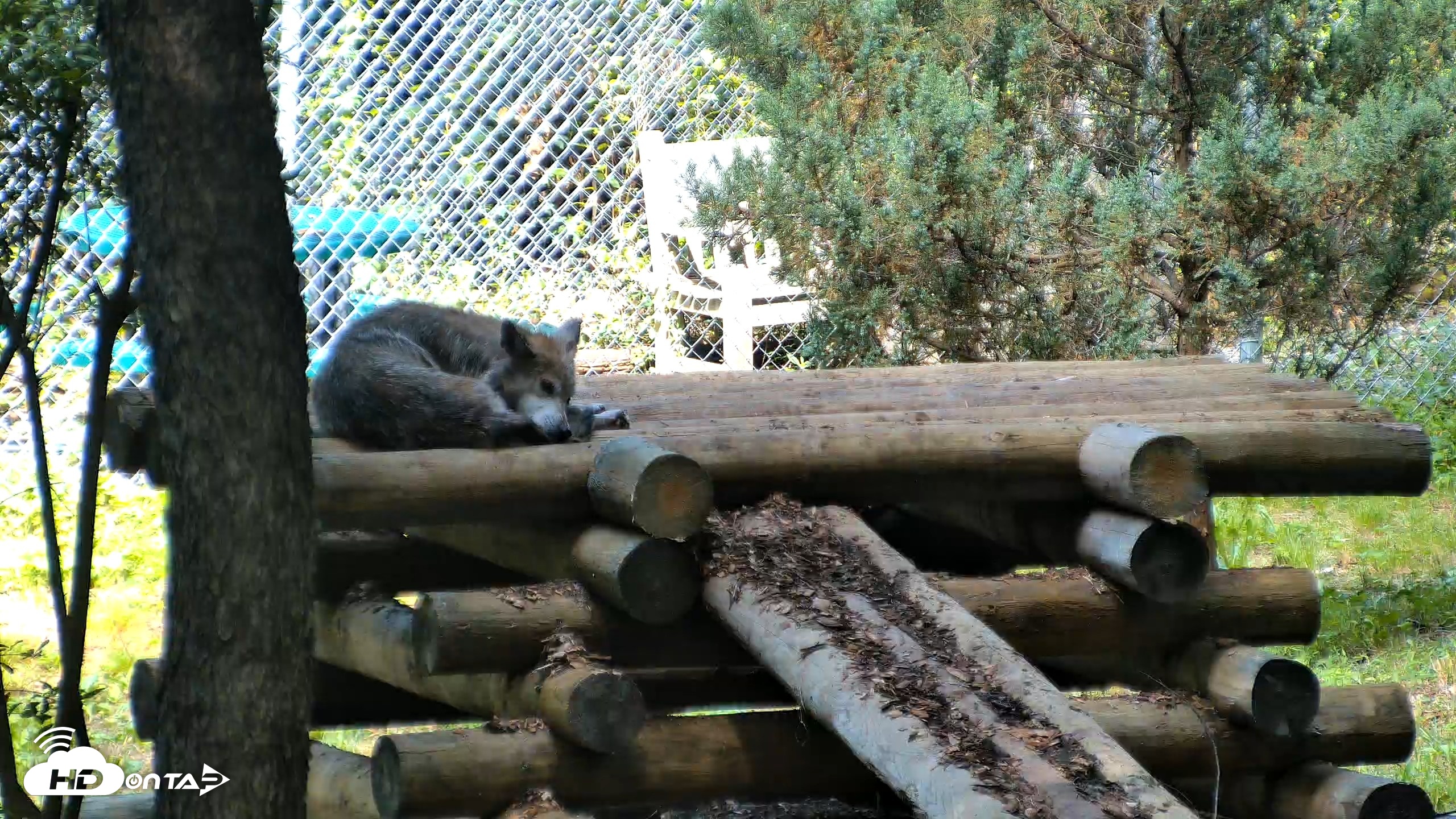 Snapshot of Red Wolves Live Webcam at the Wolf Conservation Center taken Aug 5, 2026, 10:45am EDT