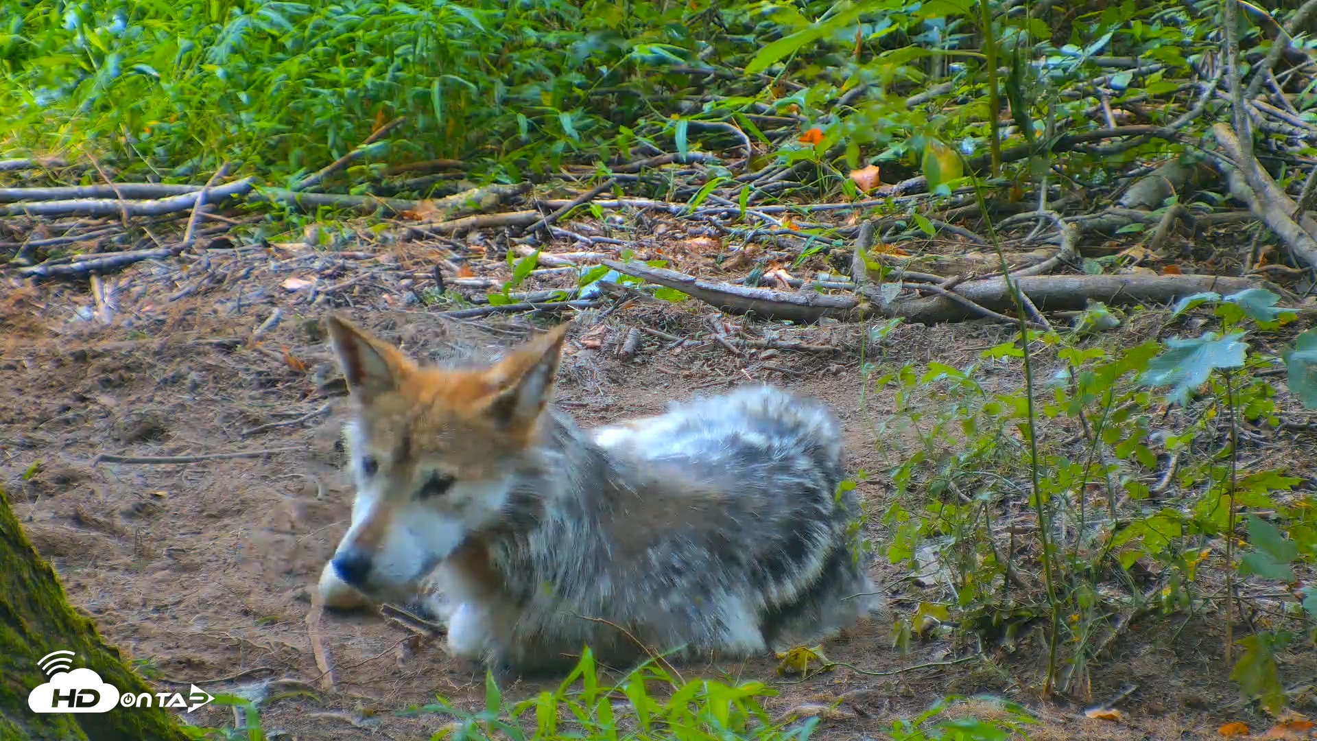 Snapshot of Red Wolves Live Webcam at the Wolf Conservation Center taken Jul 27, 2025, 2:39pm EDT