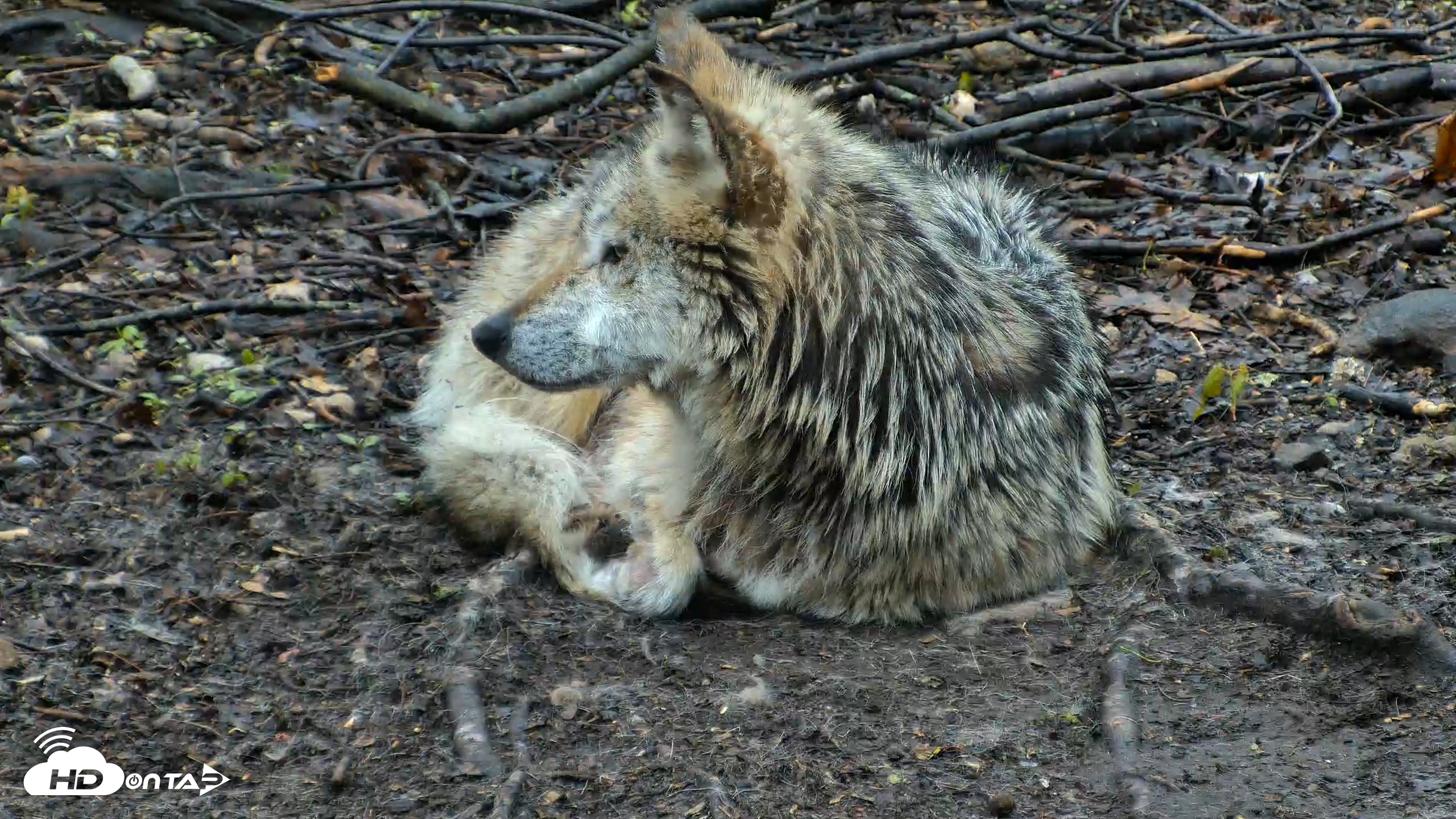 Snapshot of Red Wolves Live Webcam at the Wolf Conservation Center taken Apr 26, 2026, 8:03am EDT