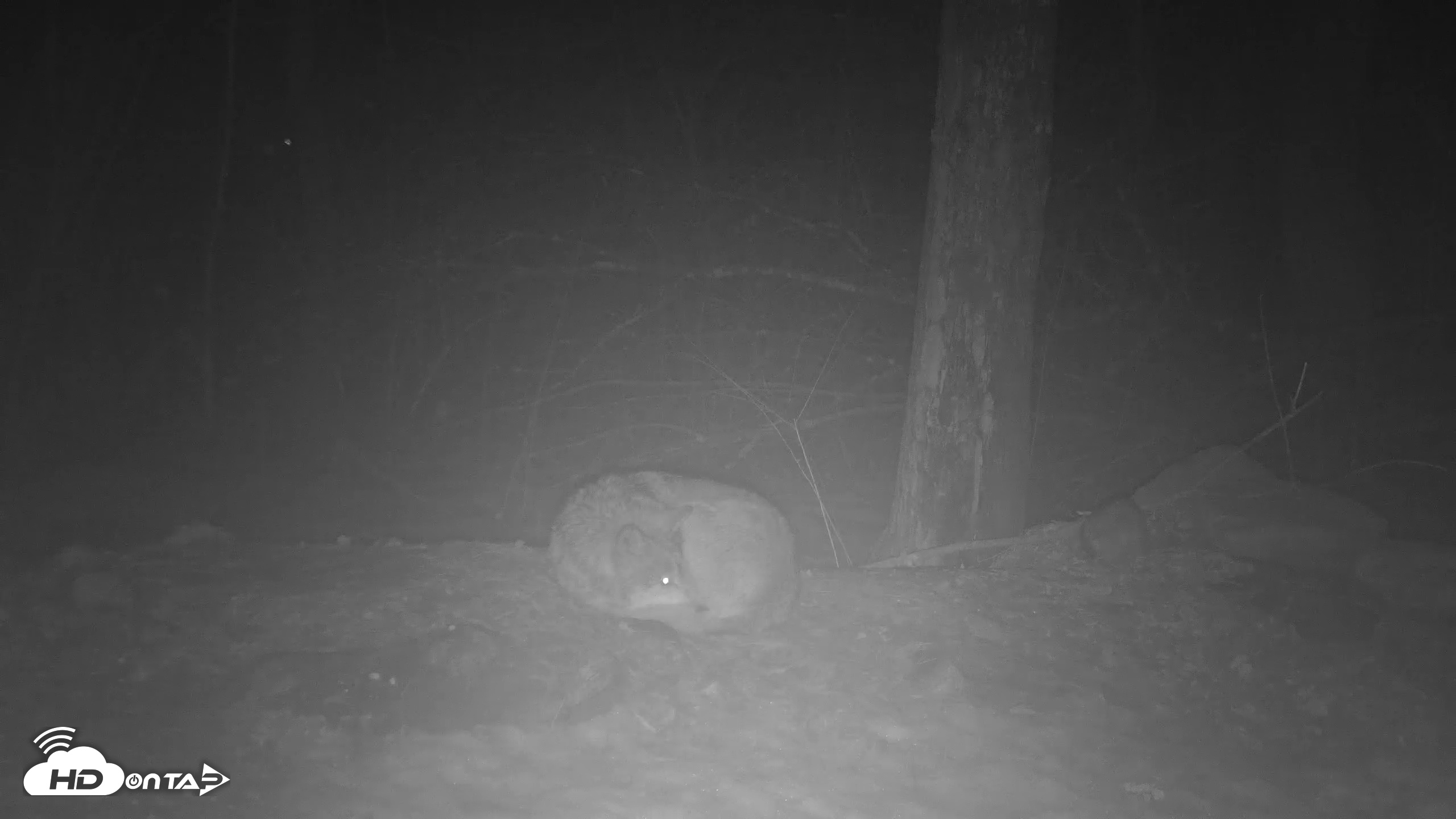 Snapshot of Red Wolves Live Webcam at the Wolf Conservation Center taken Mar 7, 2026, 6:29pm EST