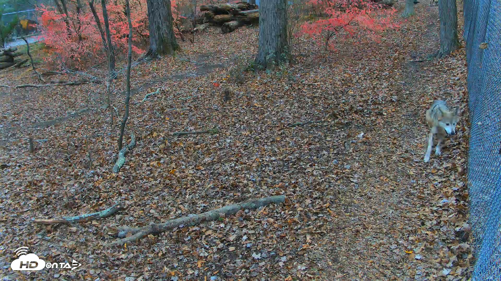 Snapshot of Red Wolves Live Webcam at the Wolf Conservation Center taken Nov 14, 2025, 2:06pm EST