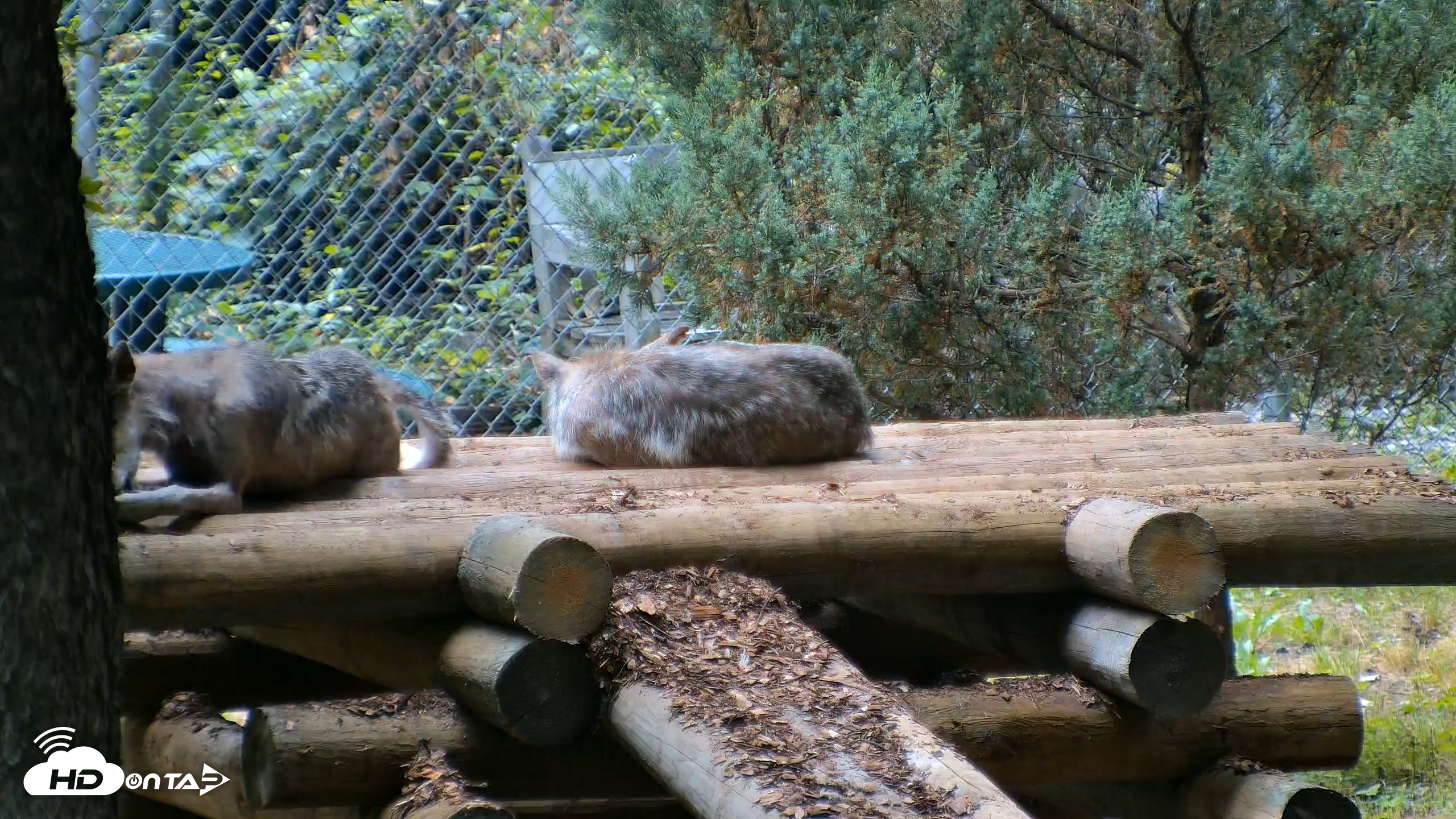 Snapshot of Red Wolves Live Webcam at the Wolf Conservation Center taken Jul 28, 2026, 8:46am EDT