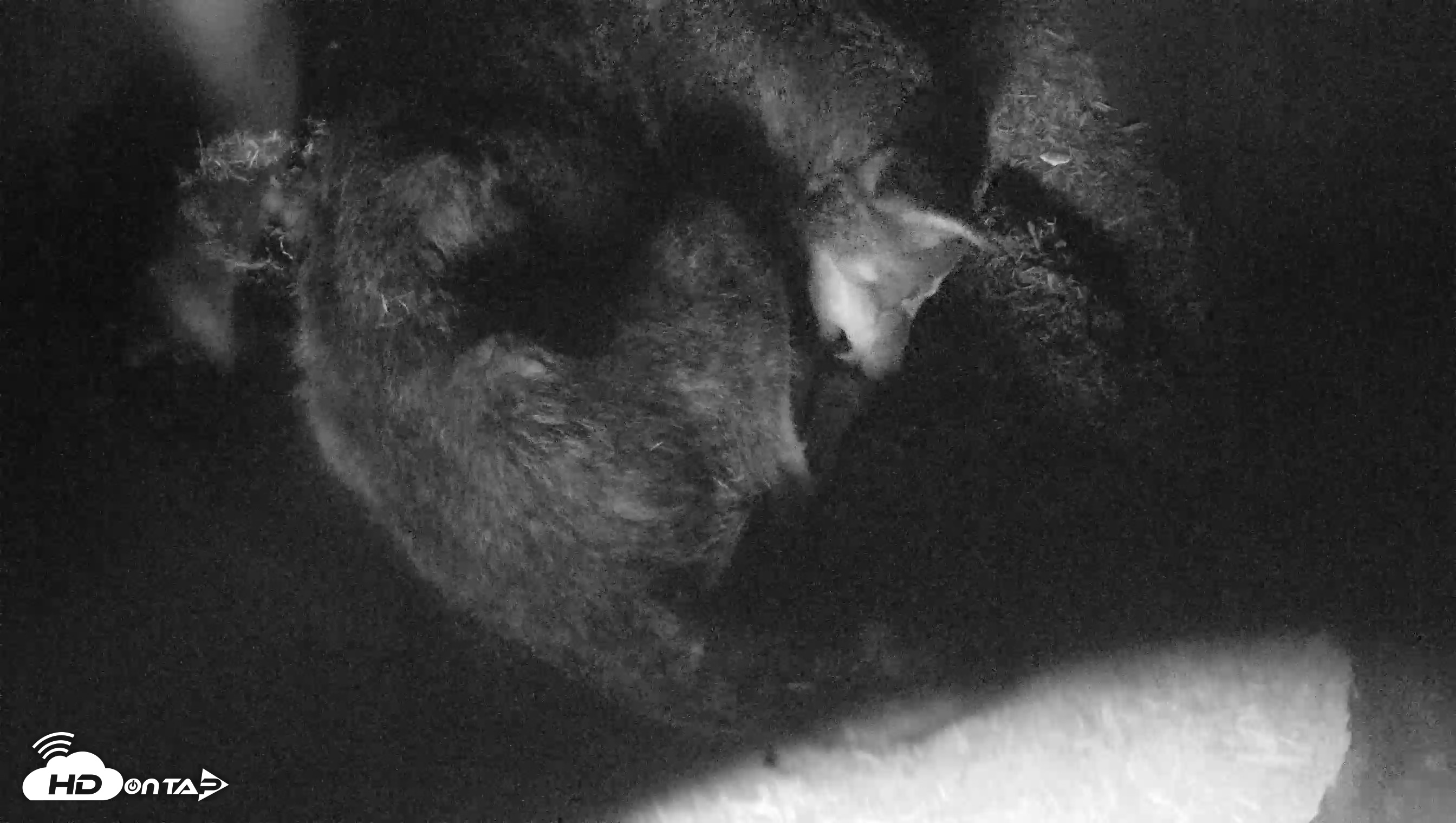 Snapshot of Red Wolves Live Webcam at the Wolf Conservation Center taken Jul 30, 2026, 1:44pm EDT