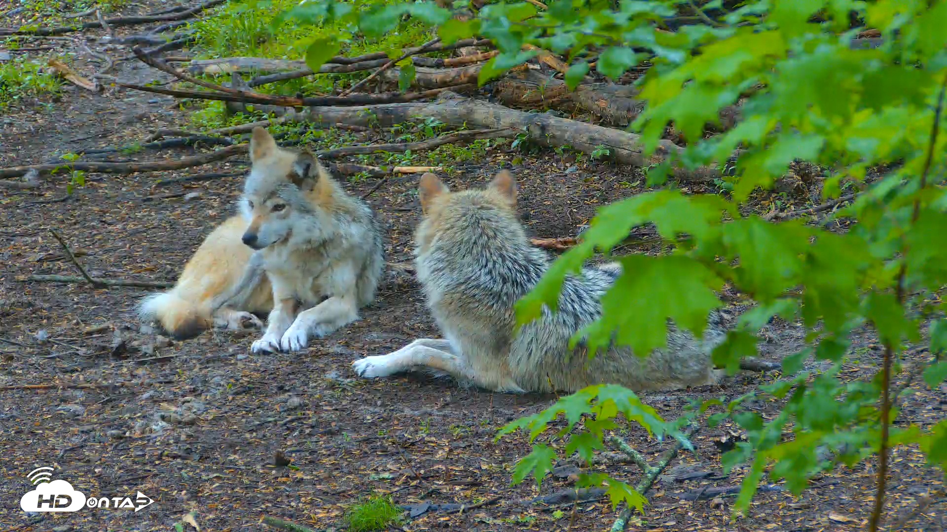 Snapshot of Wolf Center - Exhibit Red Wolves taken May 14, 2025, 7:51am EDT