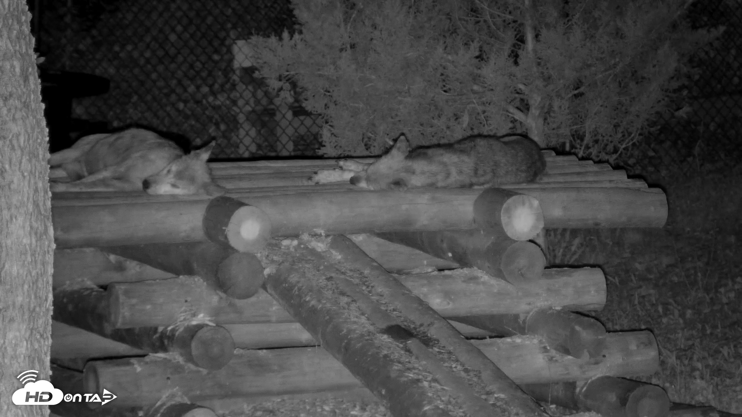 Snapshot of Red Wolves Live Webcam at the Wolf Conservation Center taken Aug 15, 2026, 12:06am EDT
