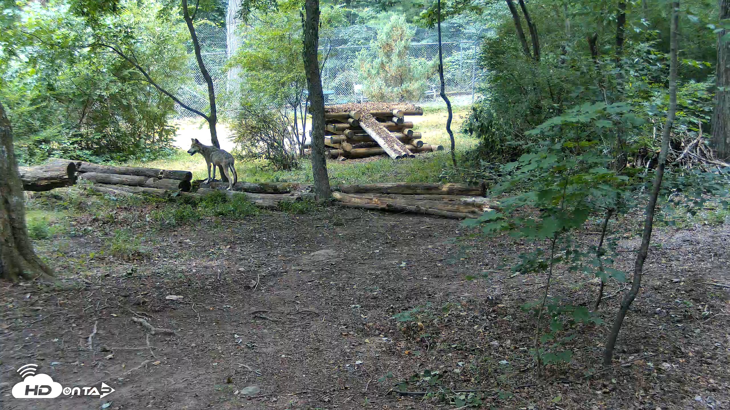 Snapshot of Red Wolves Live Webcam at the Wolf Conservation Center taken Jul 17, 2026, 11:26am EDT