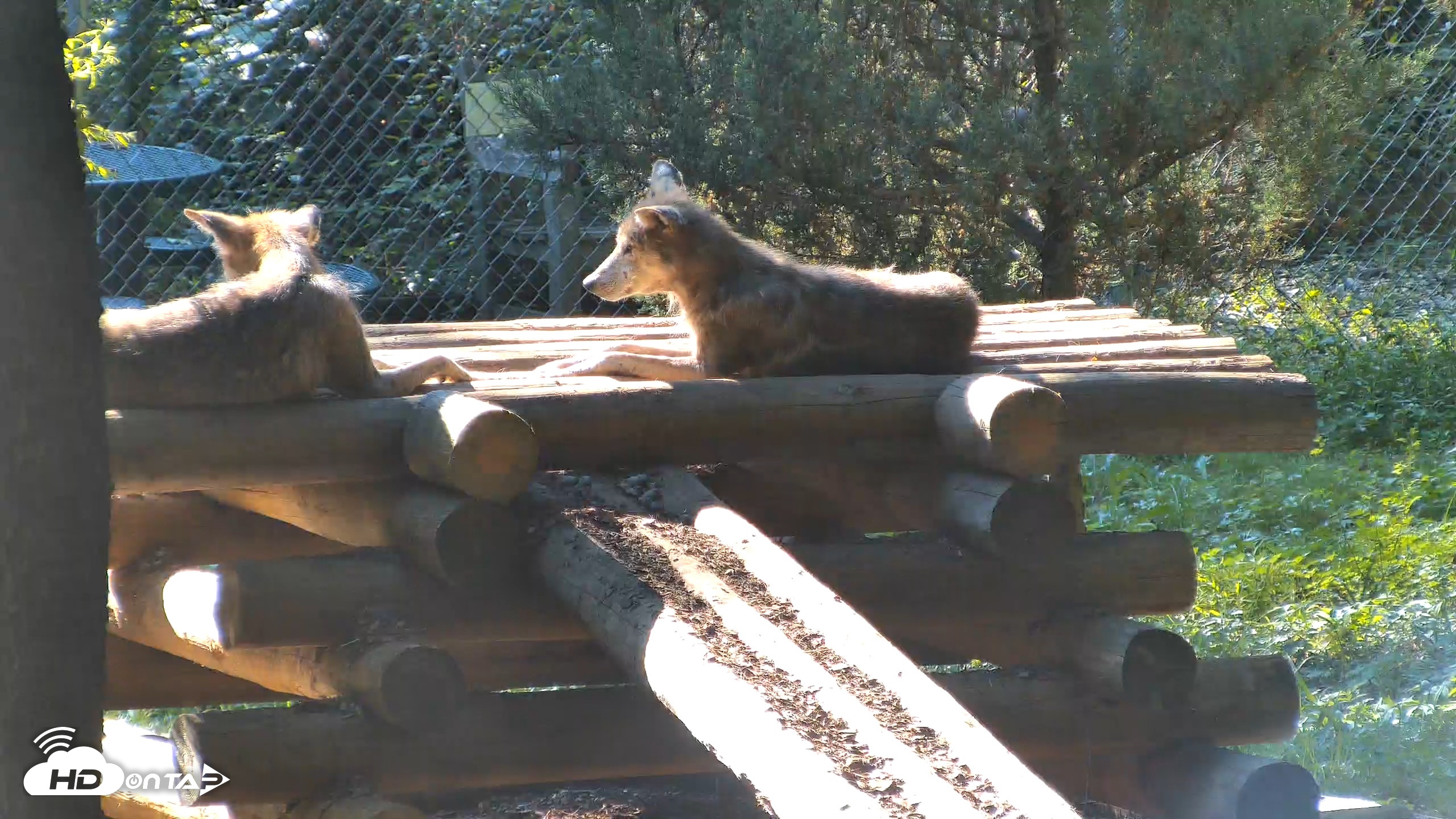 Snapshot of Red Wolves Live Webcam at the Wolf Conservation Center taken Aug 15, 2026, 5:14pm EDT