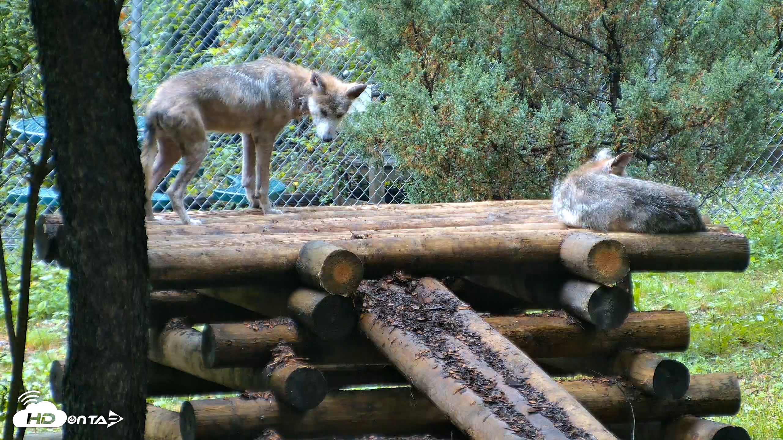 Snapshot of Red Wolves Live Webcam at the Wolf Conservation Center taken Aug 6, 2026, 8:43am EDT