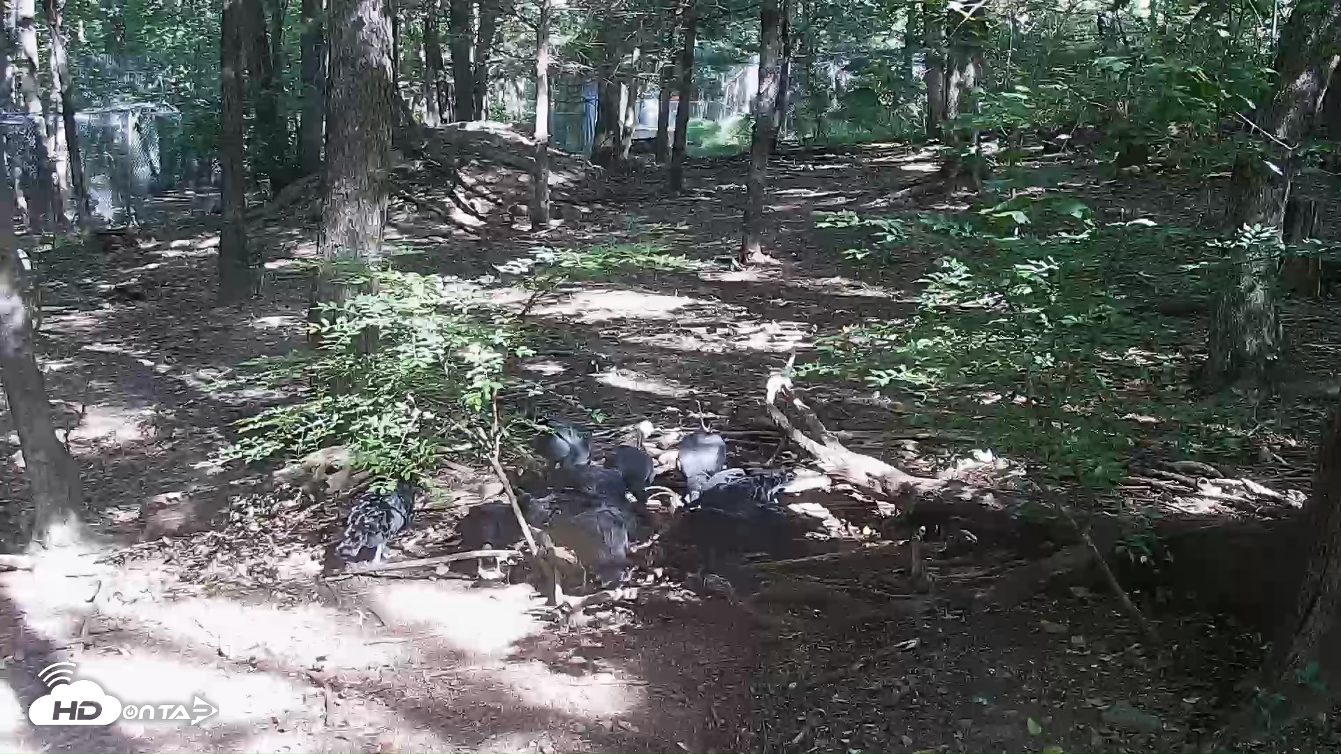 Snapshot of Red Wolves Live Webcam at the Wolf Conservation Center taken Sep 19, 2026, 10:44am EDT