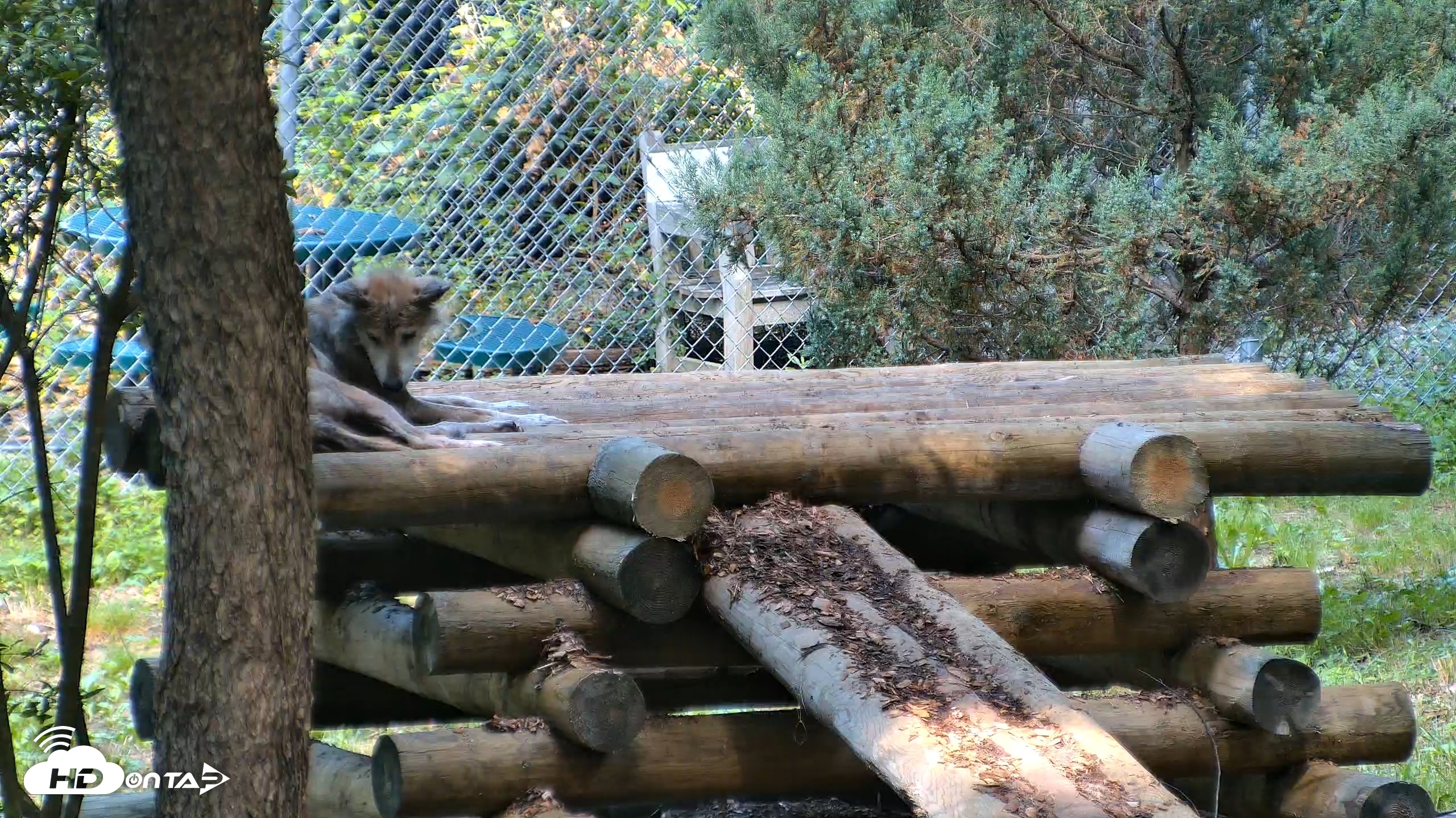 Snapshot of Red Wolves Live Webcam at the Wolf Conservation Center taken Aug 5, 2026, 10:23am EDT