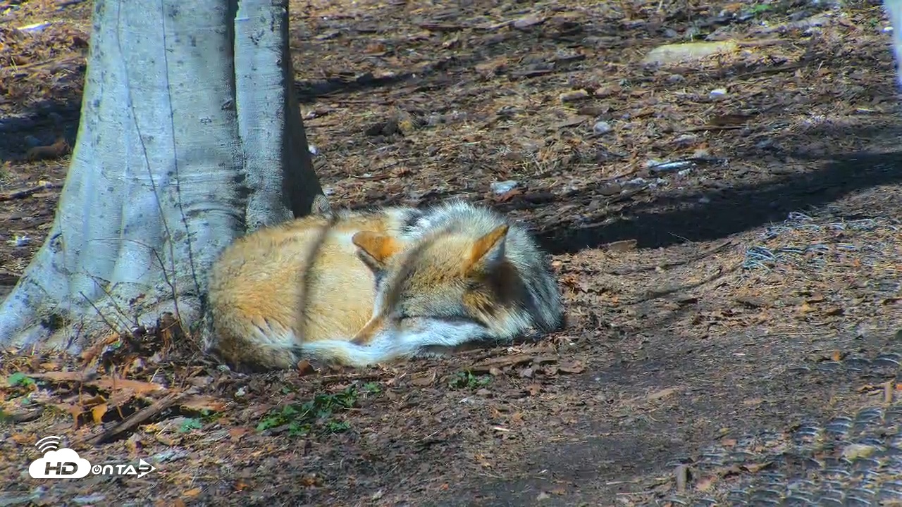 Snapshot of Wolf Center - Exhibit Red Wolves taken Apr 1, 2025, 1:31pm EDT
