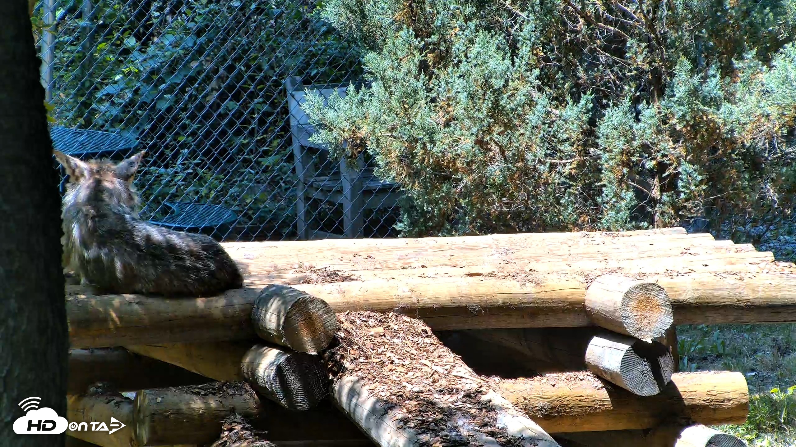 Snapshot of Red Wolves Live Webcam at the Wolf Conservation Center taken Jul 27, 2026, 12:56pm EDT