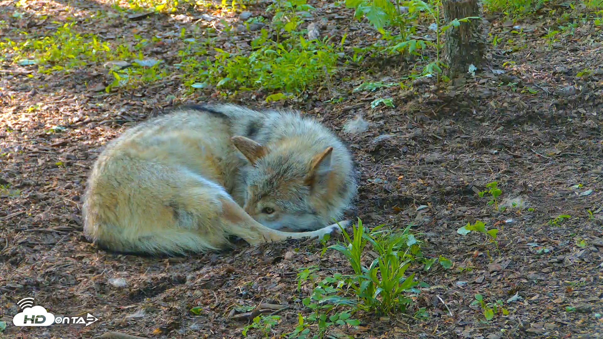 Snapshot of Wolf Center - Exhibit Red Wolves taken May 24, 2025, 7:08pm EDT