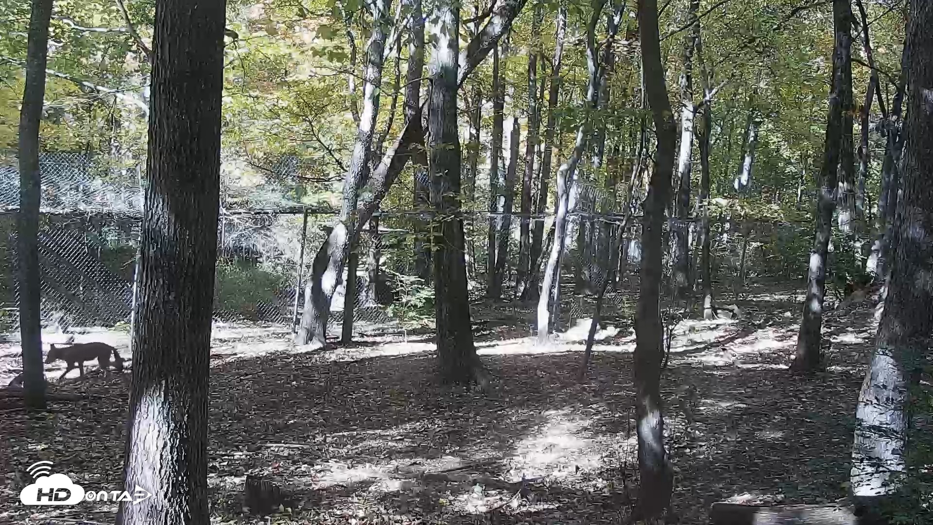 Snapshot of Red Wolves Live Webcam at the Wolf Conservation Center taken Oct 26, 2026, 1:11pm EDT