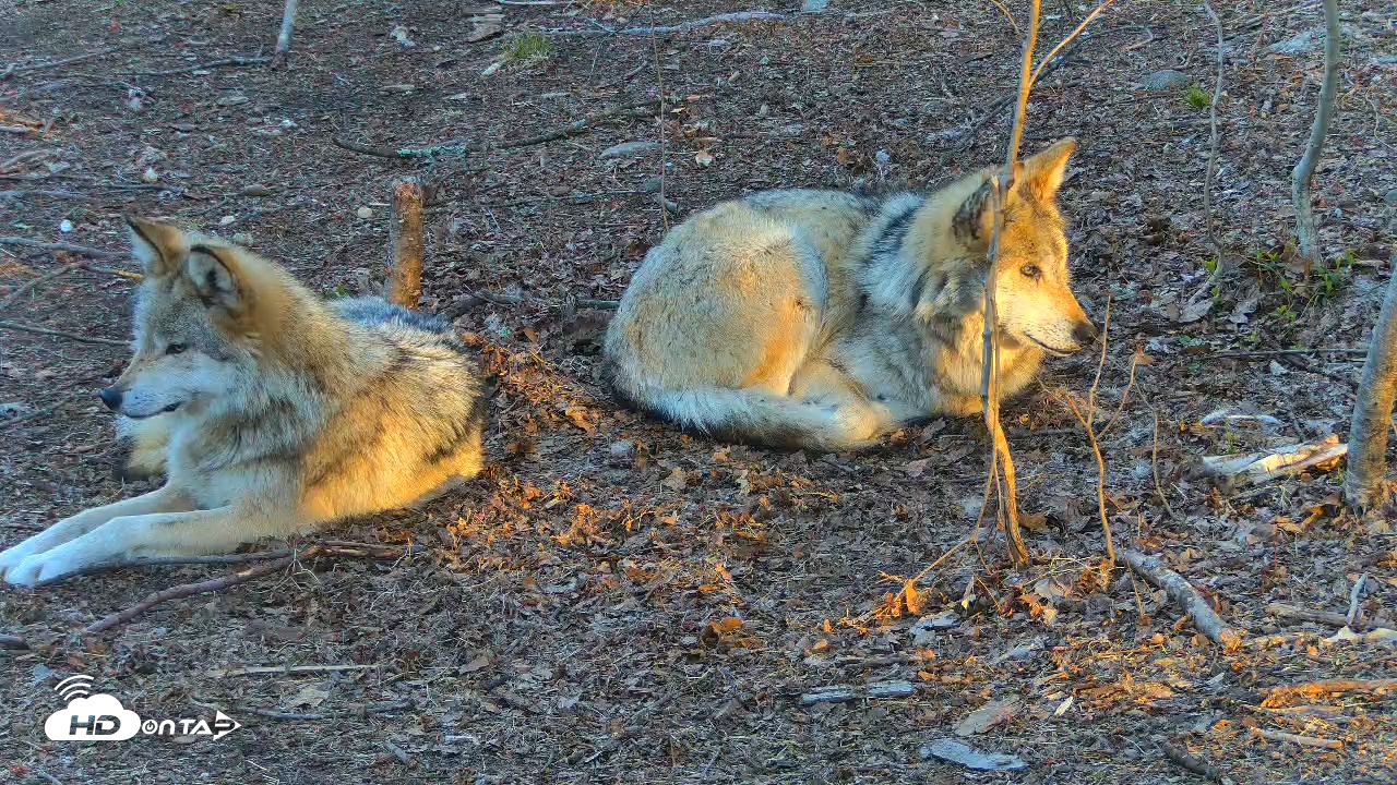 Snapshot of Wolf Center - Exhibit Red Wolves taken Apr 17, 2025, 7:29am EDT