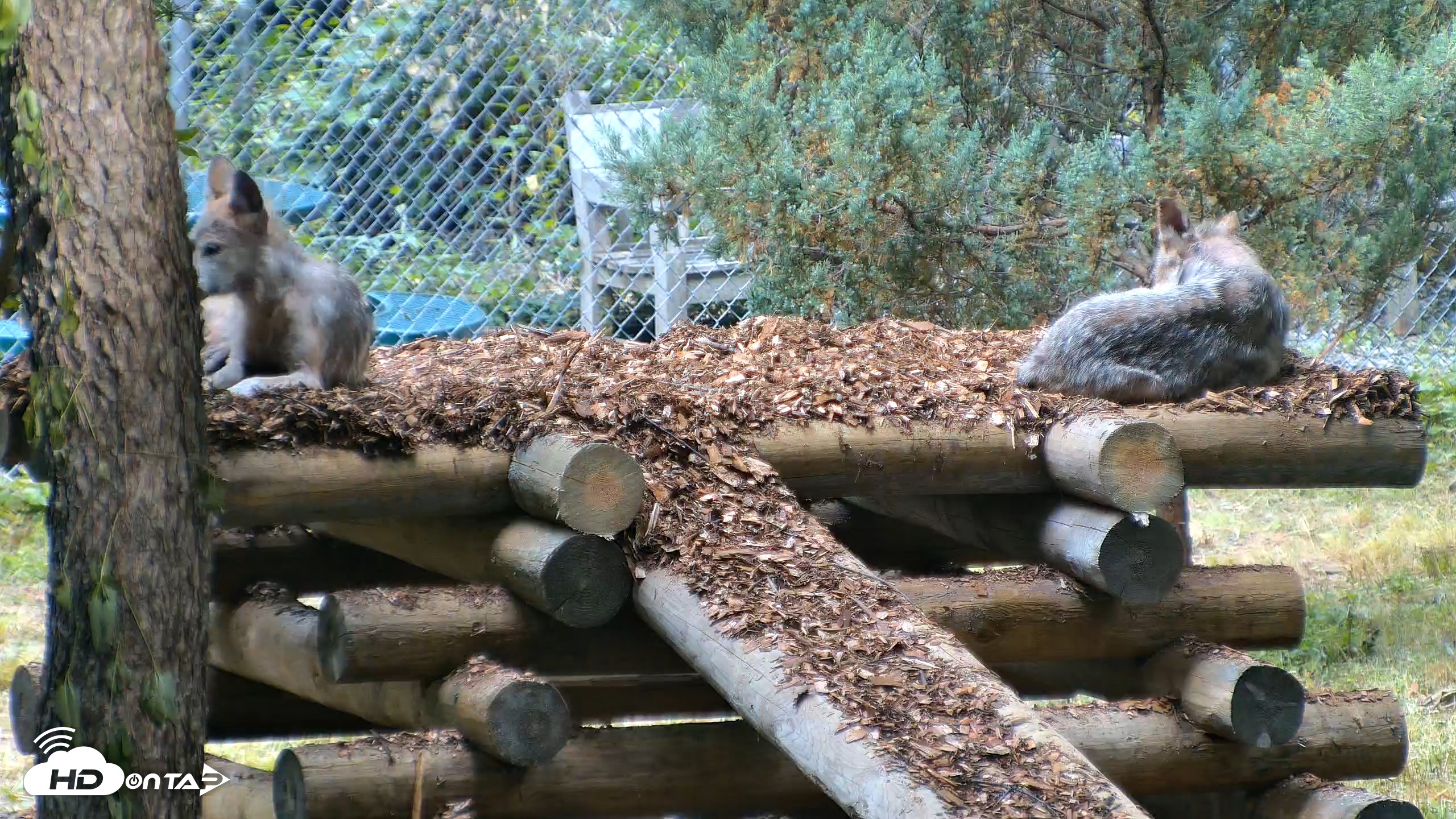 Snapshot of Red Wolves Live Webcam at the Wolf Conservation Center taken Jul 17, 2026, 8:58am EDT
