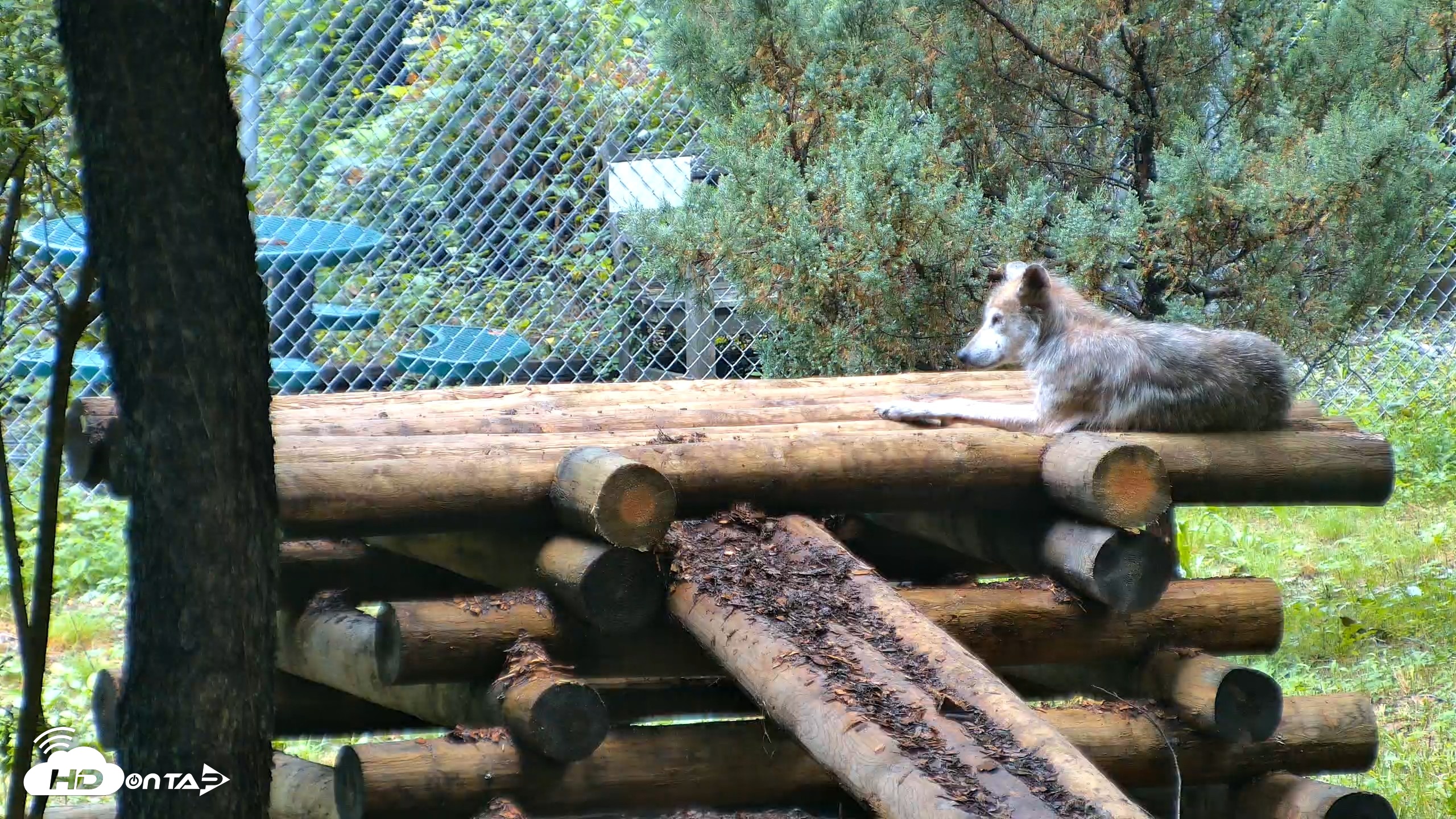 Snapshot of Red Wolves Live Webcam at the Wolf Conservation Center taken Aug 6, 2026, 9:53am EDT
