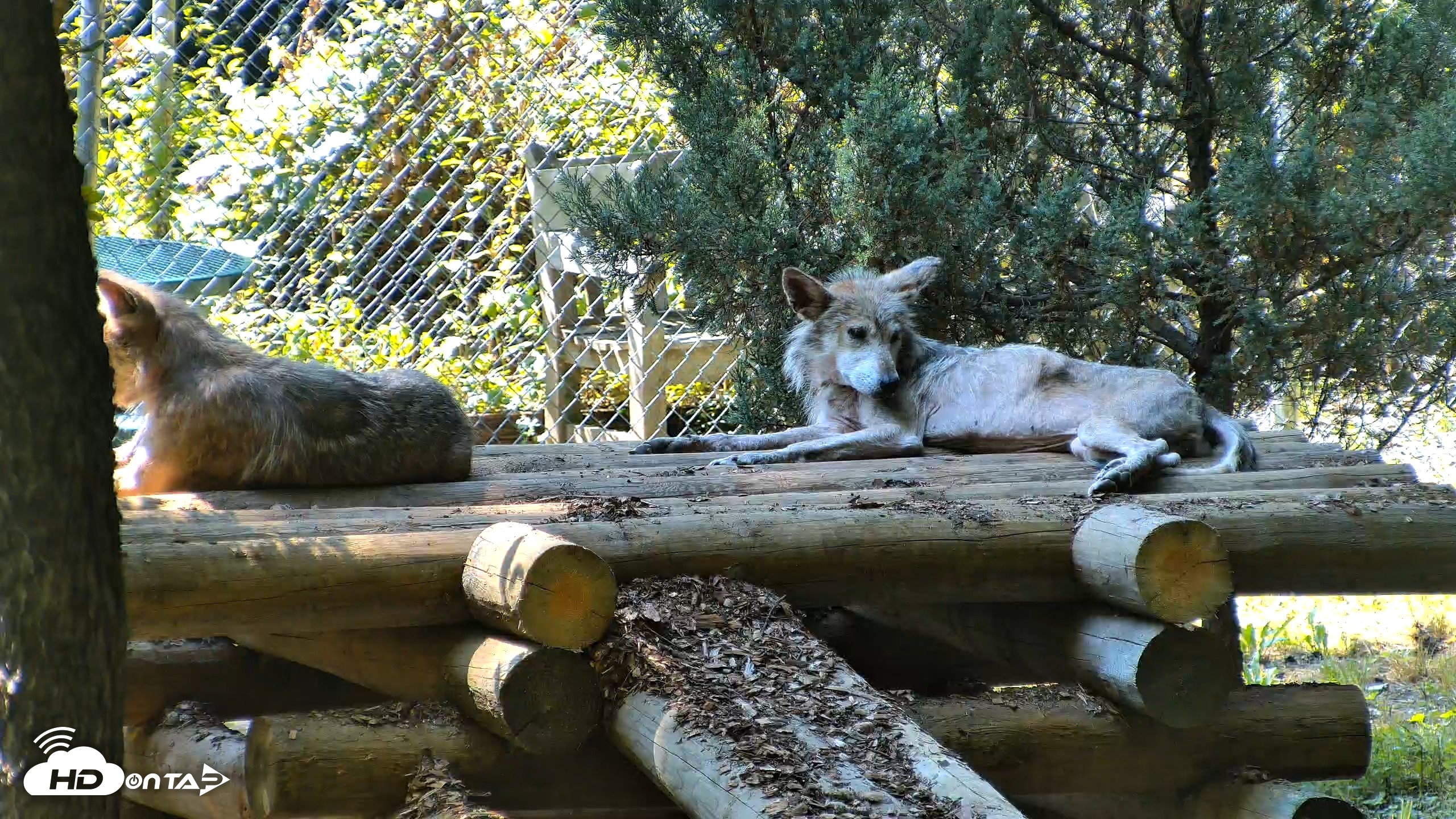 Snapshot of Red Wolves Live Webcam at the Wolf Conservation Center taken Jul 27, 2026, 3:38pm EDT