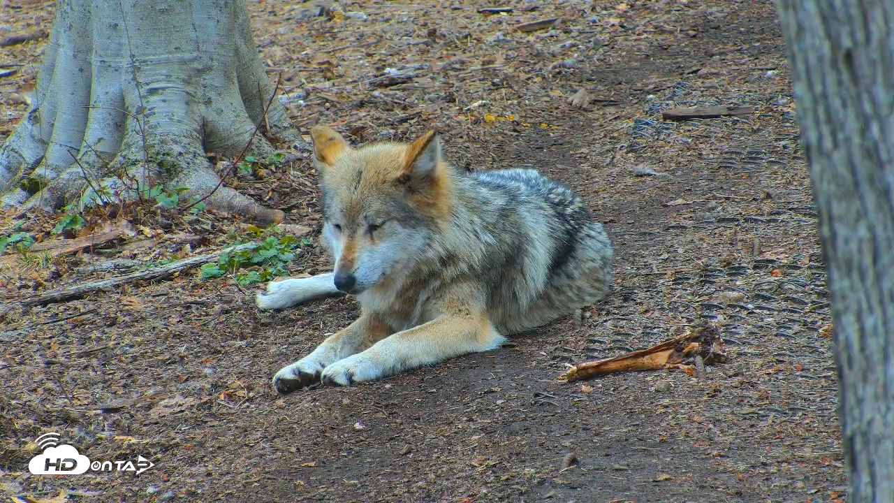 Snapshot of Wolf Center - Exhibit Red Wolves taken Apr 11, 2025, 4:02pm EDT