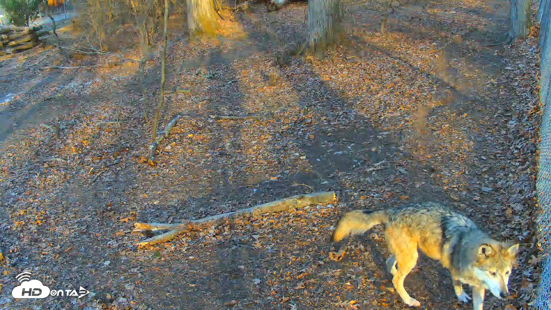 Snapshot of Red Wolves Live Webcam at the Wolf Conservation Center taken Dec 7, 2025, 8:41am EST