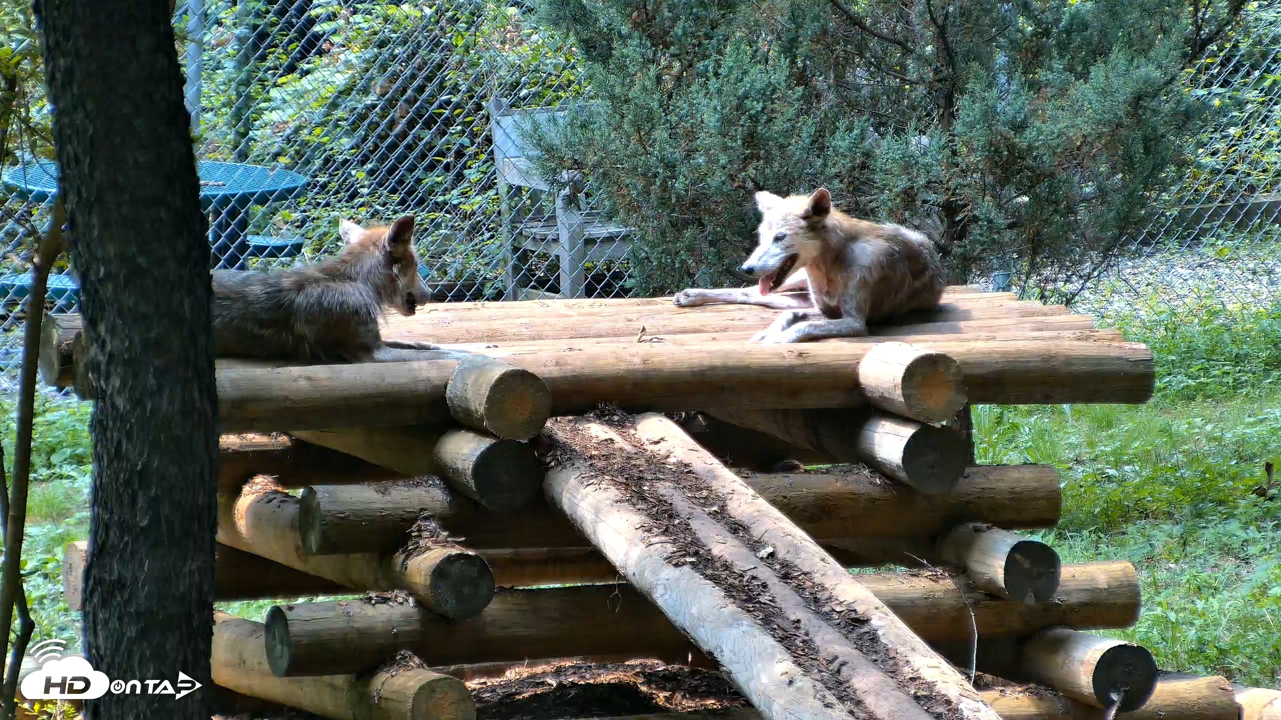 Snapshot of Red Wolves Live Webcam at the Wolf Conservation Center taken Aug 11, 2026, 2:53pm EDT