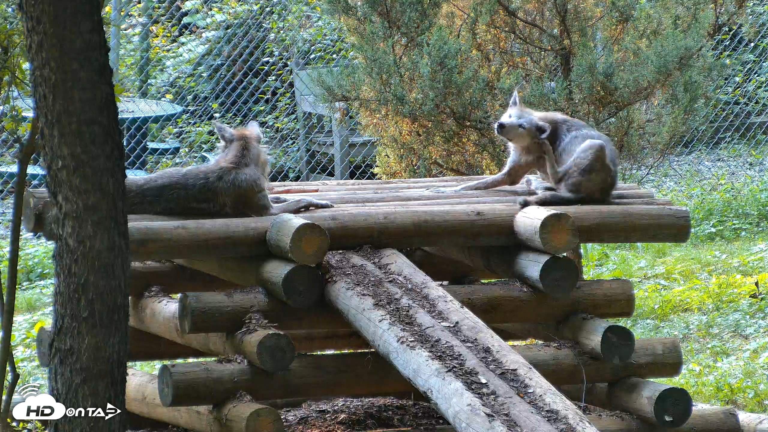 Snapshot of Red Wolves Live Webcam at the Wolf Conservation Center taken Aug 12, 2026, 5:52pm EDT
