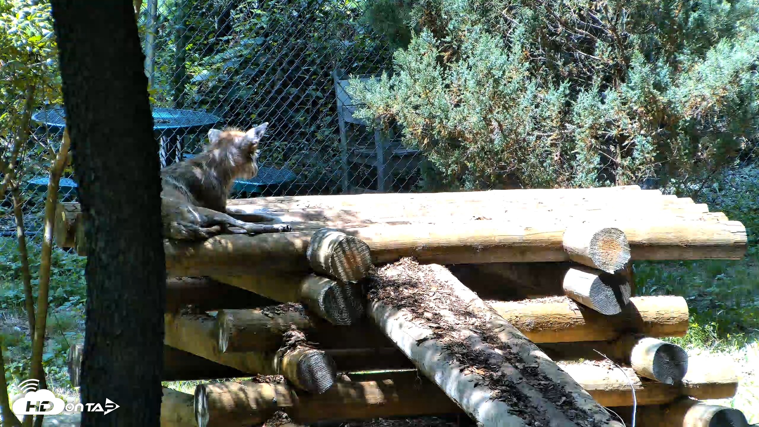 Snapshot of Red Wolves Live Webcam at the Wolf Conservation Center taken Aug 5, 2026, 12:57pm EDT
