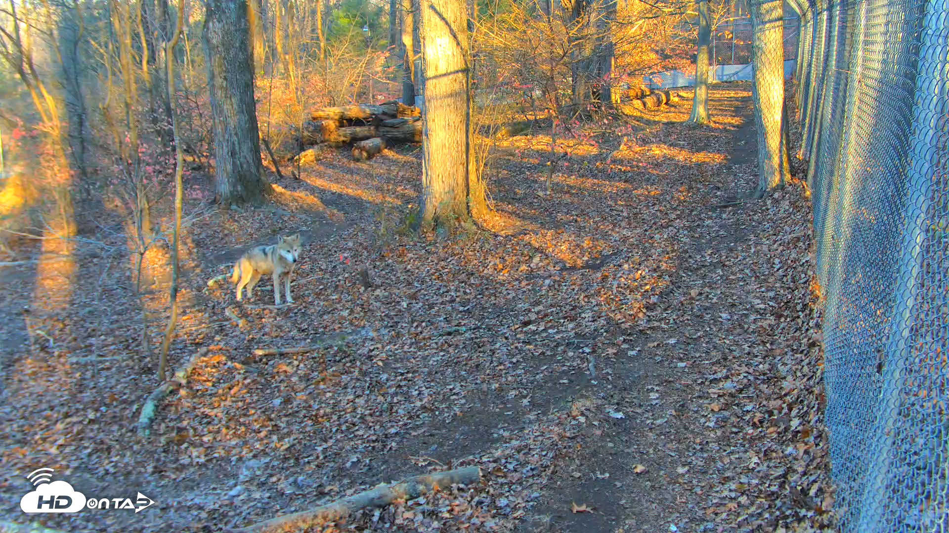 Snapshot of Red Wolves Live Webcam at the Wolf Conservation Center taken Nov 18, 2025, 7:56am EST