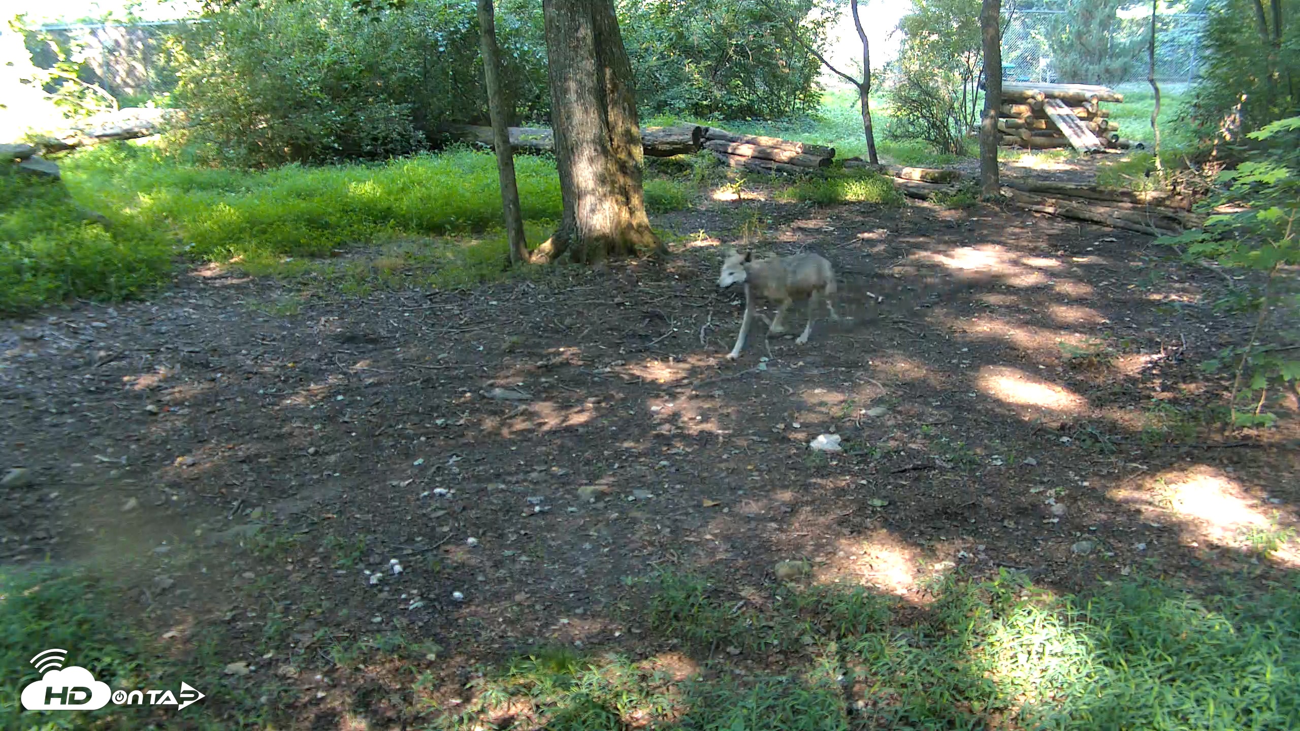 Snapshot of Red Wolves Live Webcam at the Wolf Conservation Center taken Aug 14, 2026, 10:13am EDT