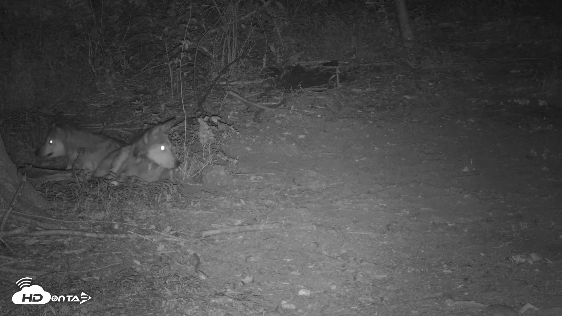 Snapshot of Red Wolves Live Webcam at the Wolf Conservation Center taken Jul 17, 2025, 11:35pm EDT