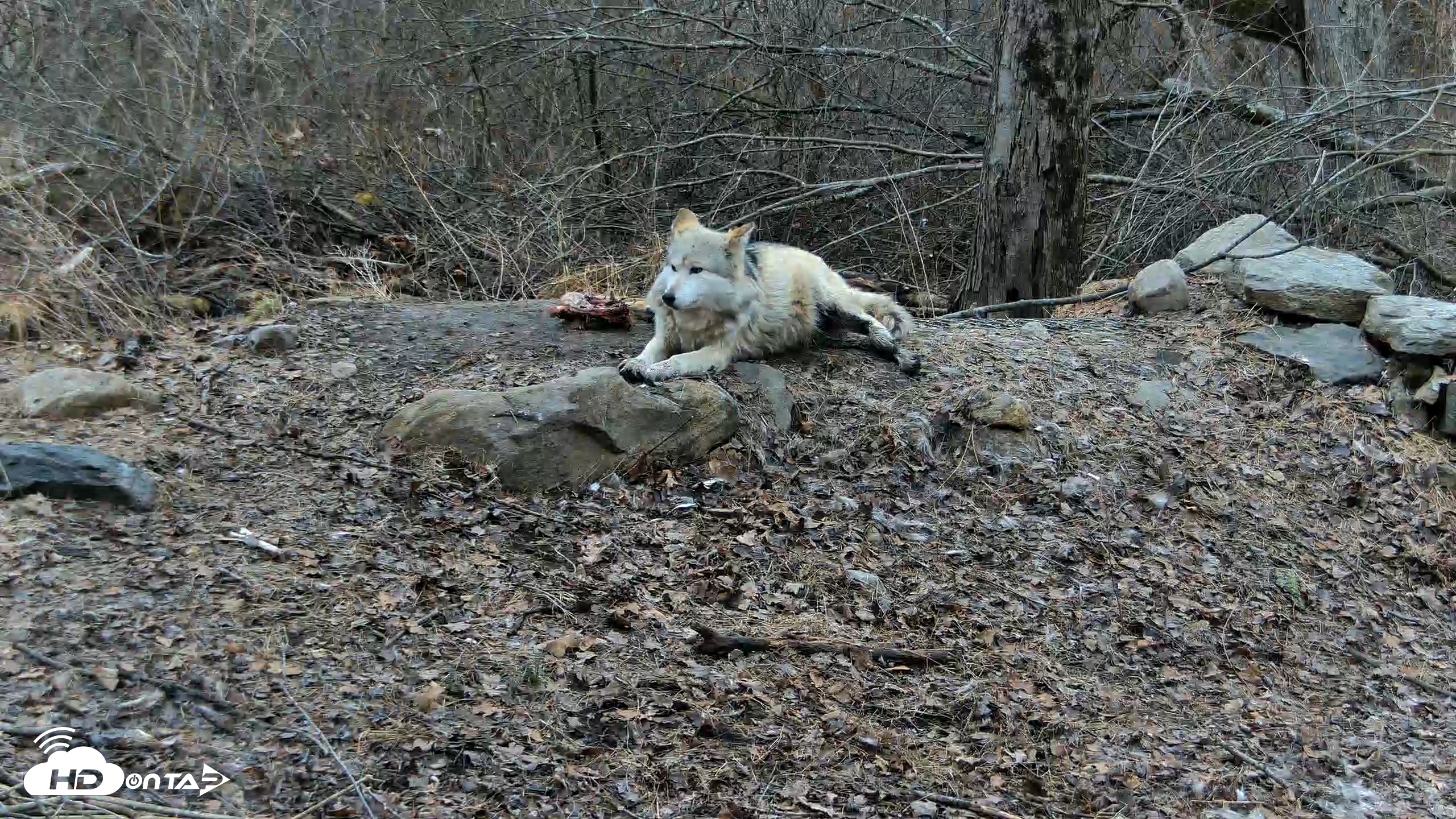 Snapshot of Red Wolves Live Webcam at the Wolf Conservation Center taken Mar 13, 2026, 4:10pm EDT