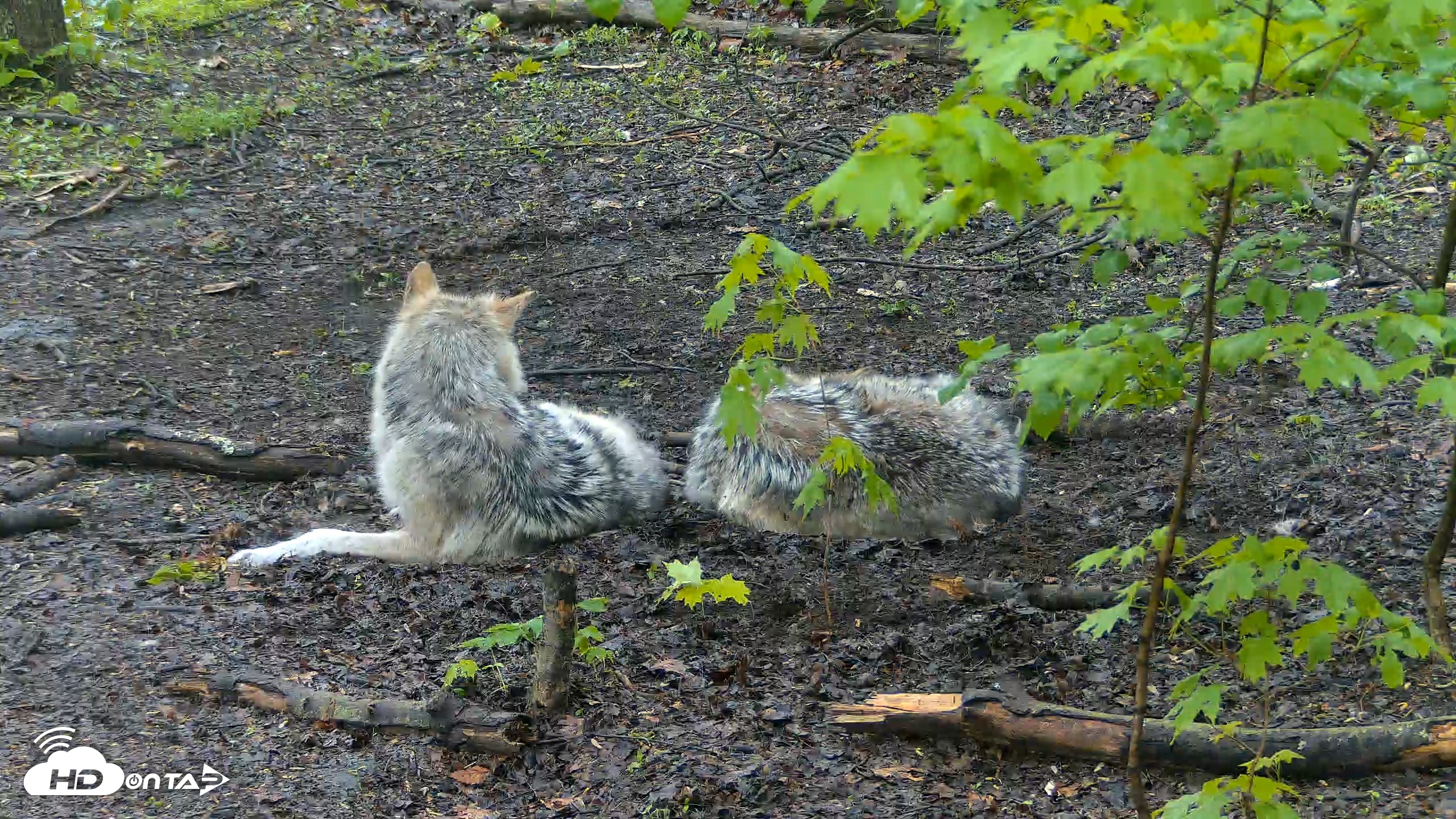 Snapshot of Red Wolves Live Webcam at the Wolf Conservation Center taken May 10, 2026, 8:18am EDT