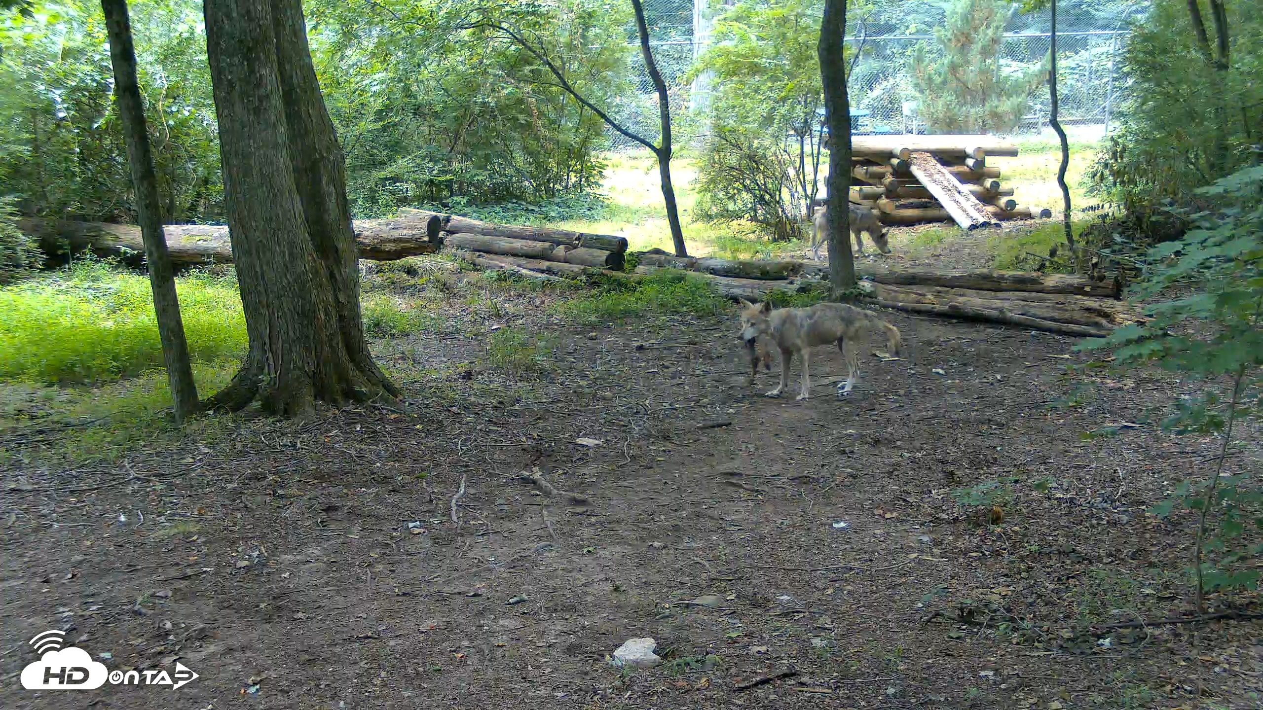 Snapshot of Red Wolves Live Webcam at the Wolf Conservation Center taken Jul 28, 2026, 9:51am EDT