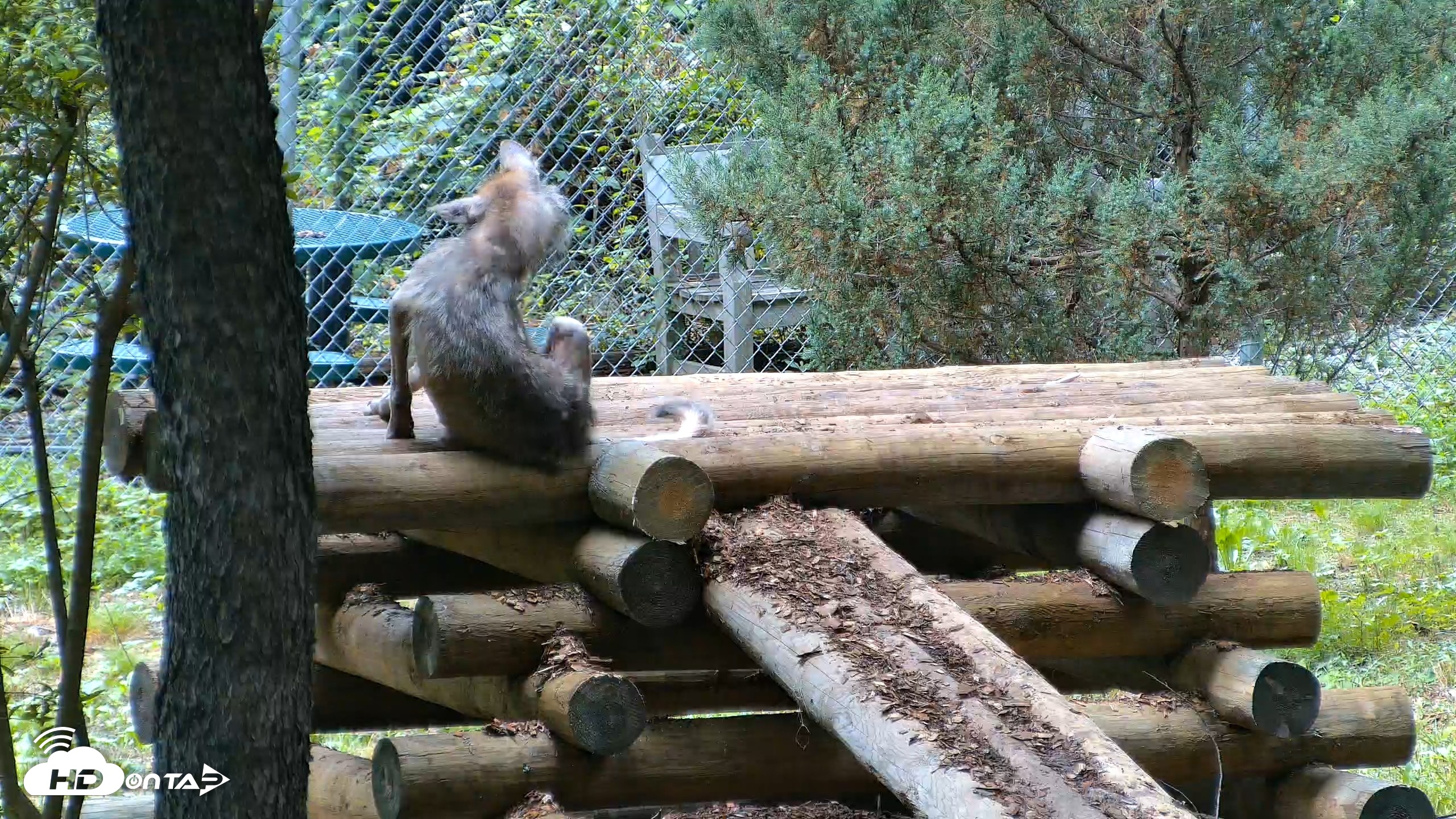 Snapshot of Red Wolves Live Webcam at the Wolf Conservation Center taken Aug 5, 2026, 3:20pm EDT