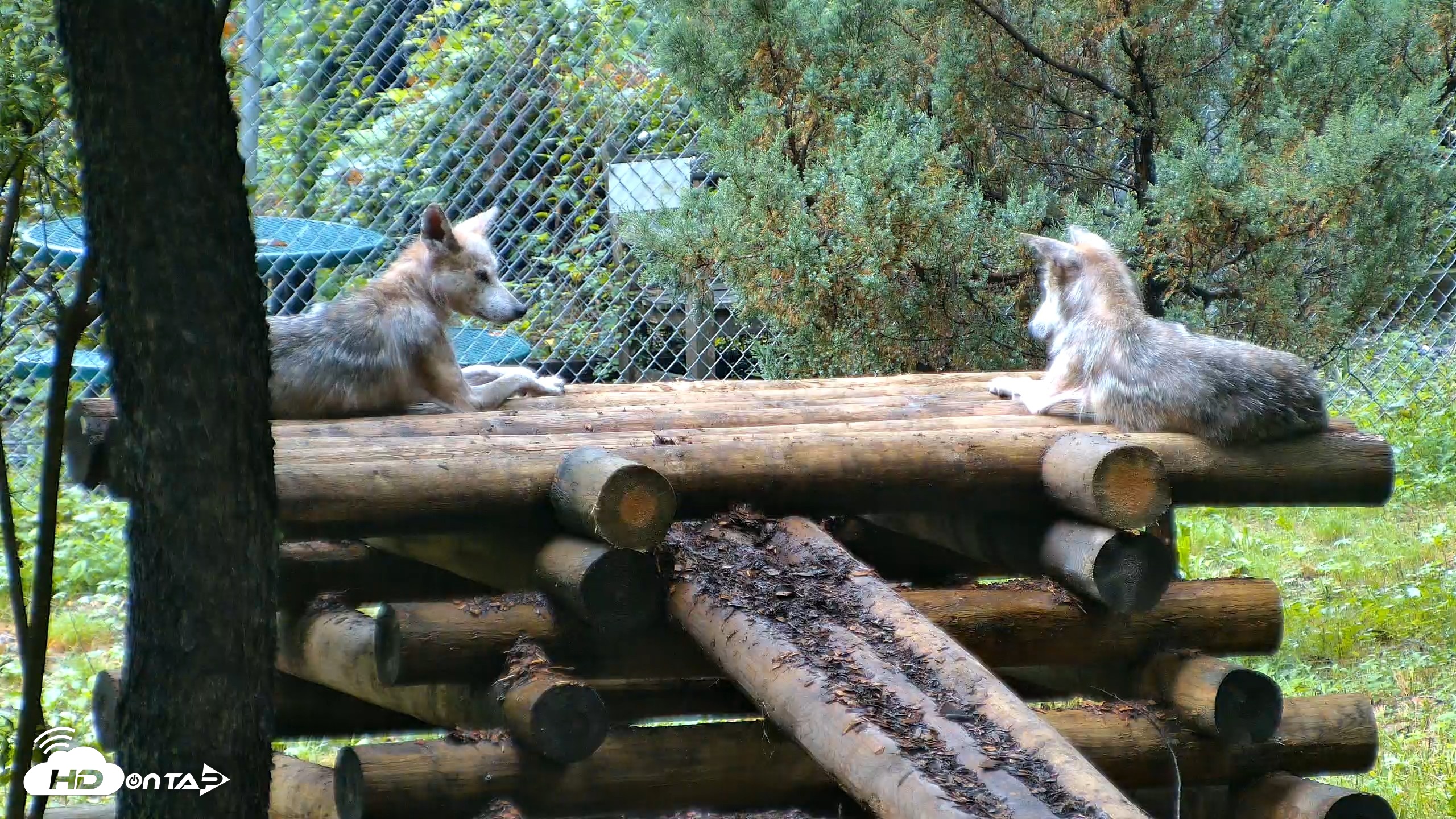 Snapshot of Red Wolves Live Webcam at the Wolf Conservation Center taken Aug 6, 2026, 8:52am EDT