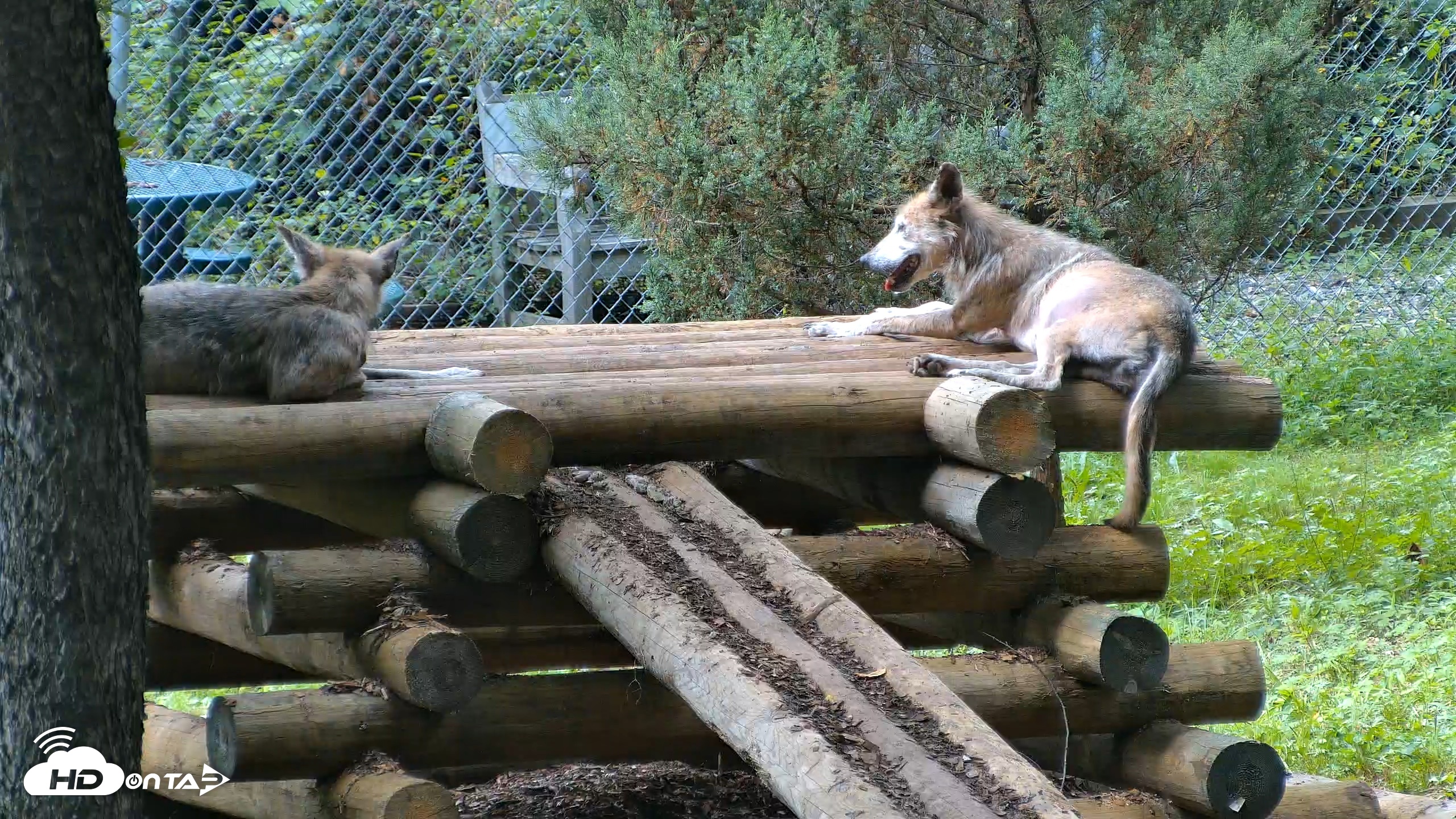 Snapshot of Red Wolves Live Webcam at the Wolf Conservation Center taken Aug 14, 2026, 3:23pm EDT
