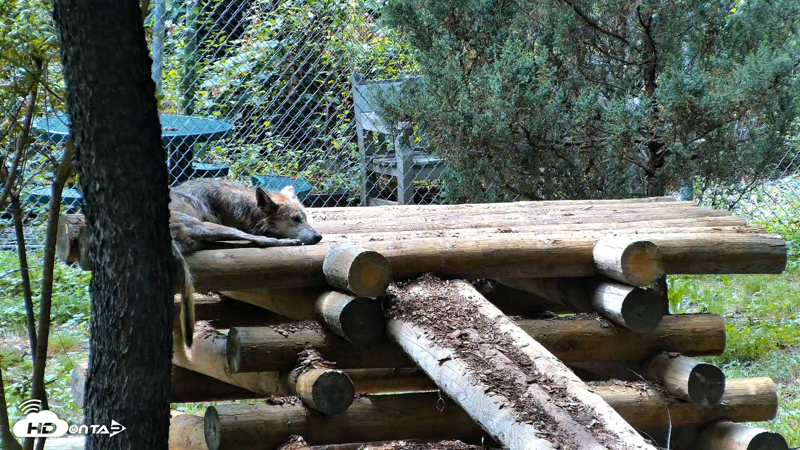 Snapshot of Red Wolves Live Webcam at the Wolf Conservation Center taken Aug 5, 2026, 2:55pm EDT