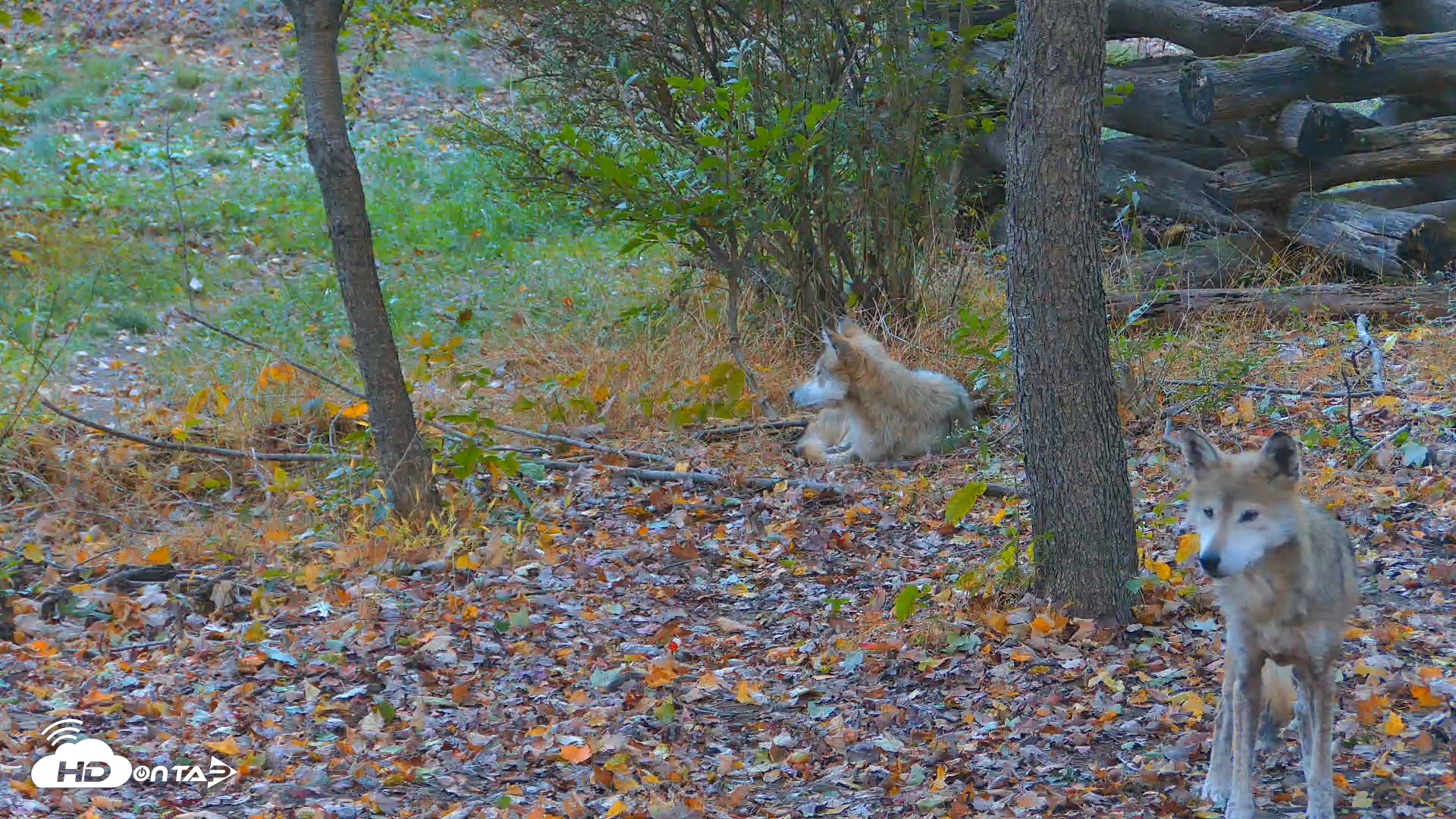 Snapshot of Red Wolves Live Webcam at the Wolf Conservation Center taken Oct 17, 2025, 7:50am EDT
